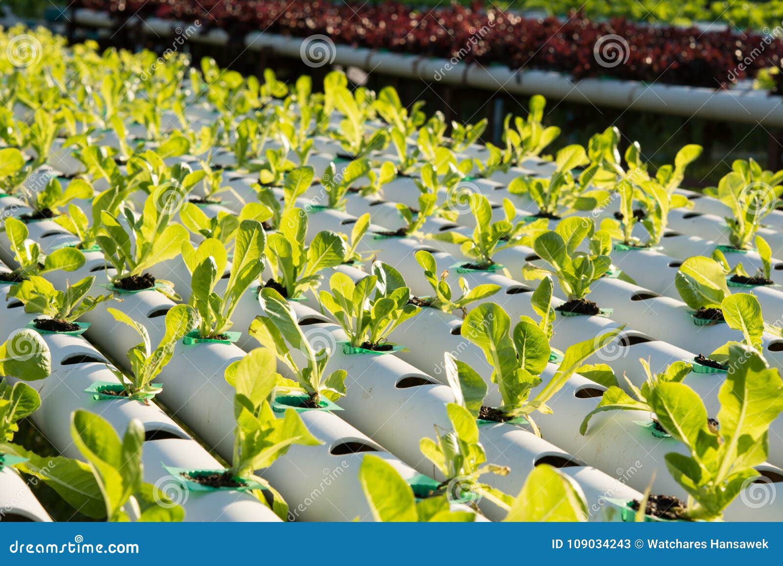 水栽法有机水耕的菜在耕种农场库存图片 图片包括有水栽法有机水耕的菜在耕种农场