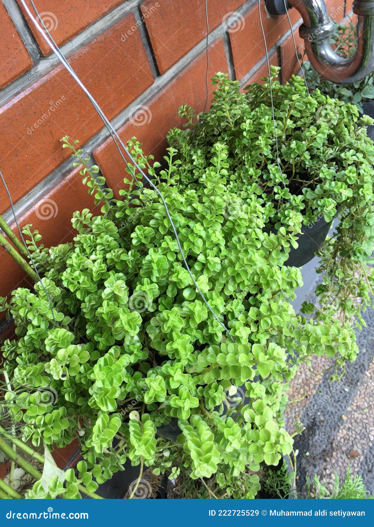 水槽下的植物库存图片 图片包括有下面 水槽 新鲜 绿色 现在 庭院 那里 工厂 背包