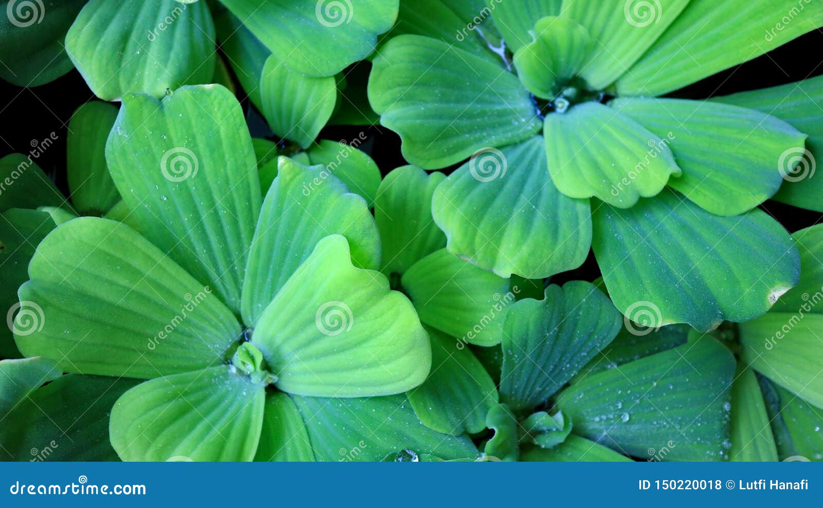 水浮萍stratiotes 经常称水圆白菜 水莴苣库存照片 图片包括有经常 系列 模式 增长 水浮萍stratiotes 经常称水圆白菜 水莴苣库存照片 图片包括有经常 系列 模式 增长