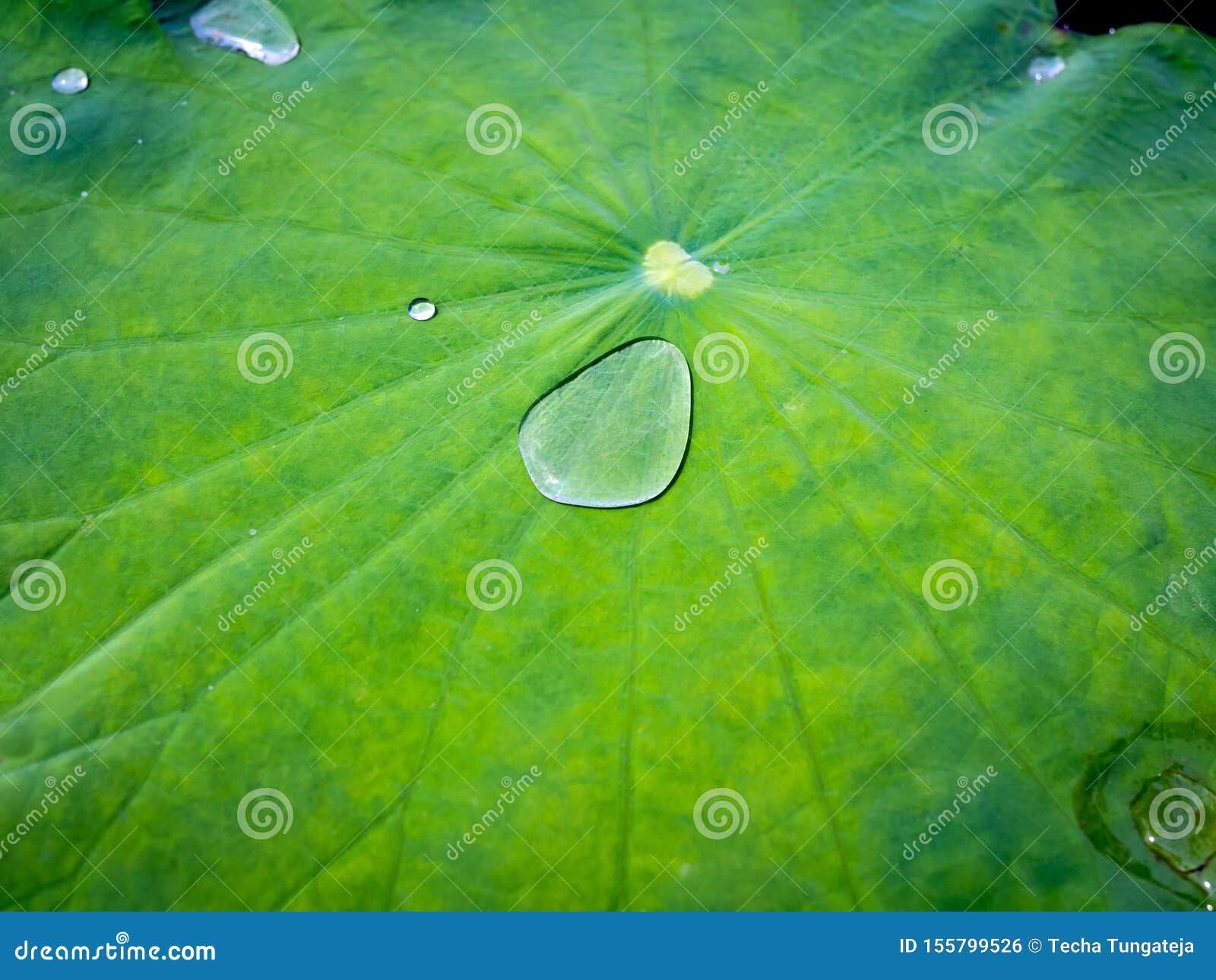 水滴在绿色莲花叶子的库存照片 图片包括有水滴在绿色莲花叶子的