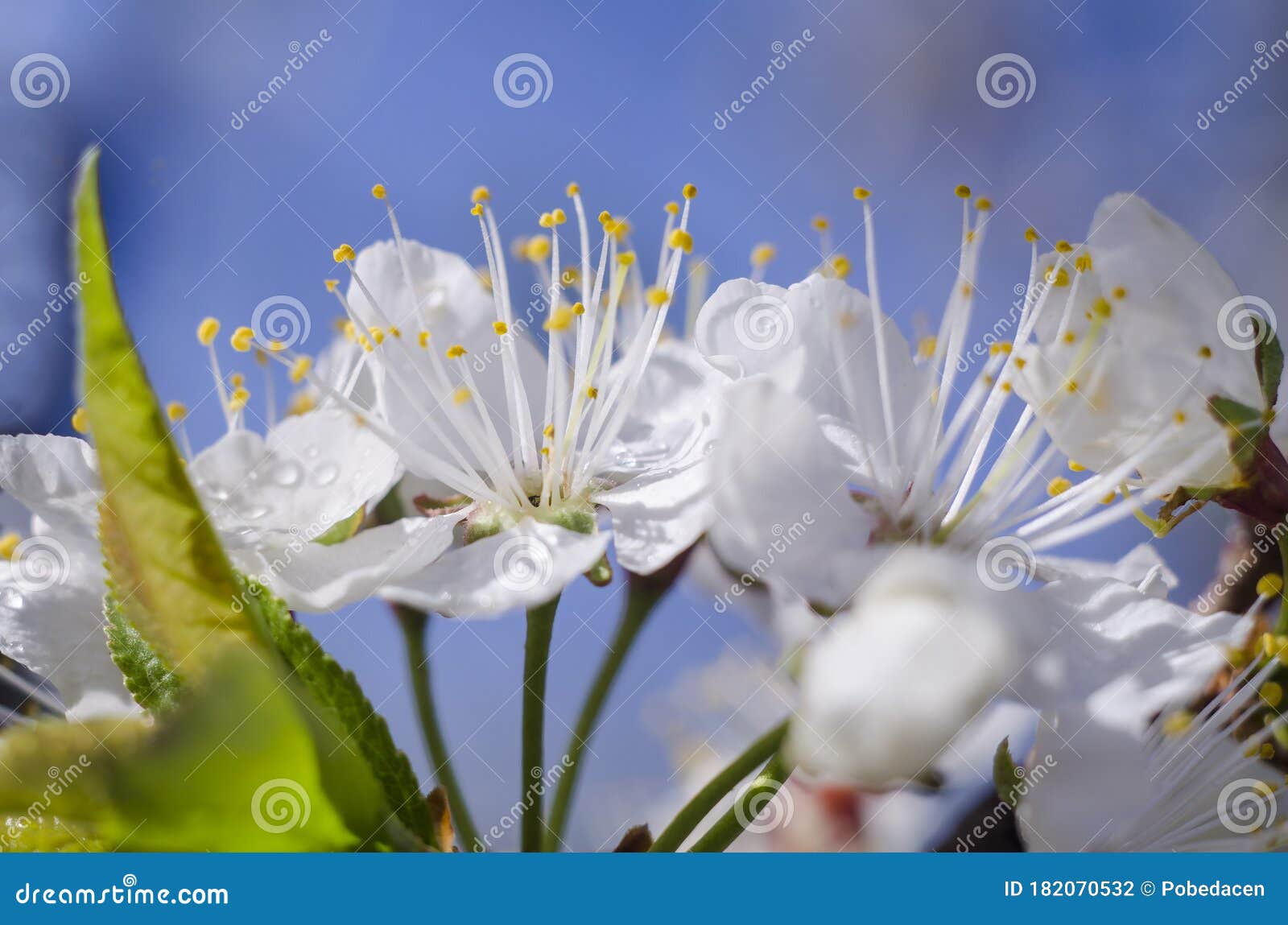 水滴春花特写开花李子和樱桃生日贺卡 母亲节 3月8日库存照片 图片包括有复活节 自然