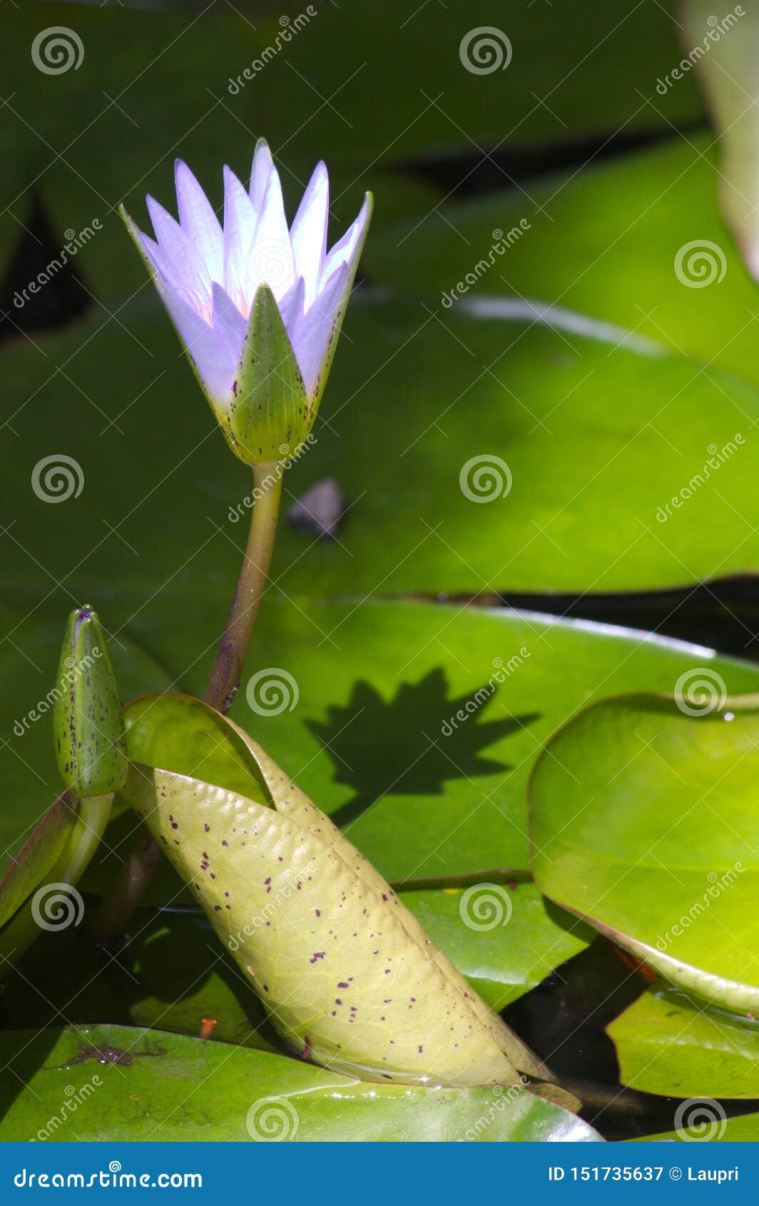 水生植物的花在一个人工湖库存图片 图片包括有