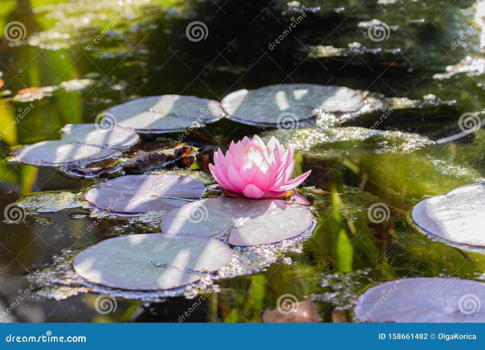 水百合 淡粉的荷花 在自然的池塘里在水中绽放莲花库存照片 图片包括有
