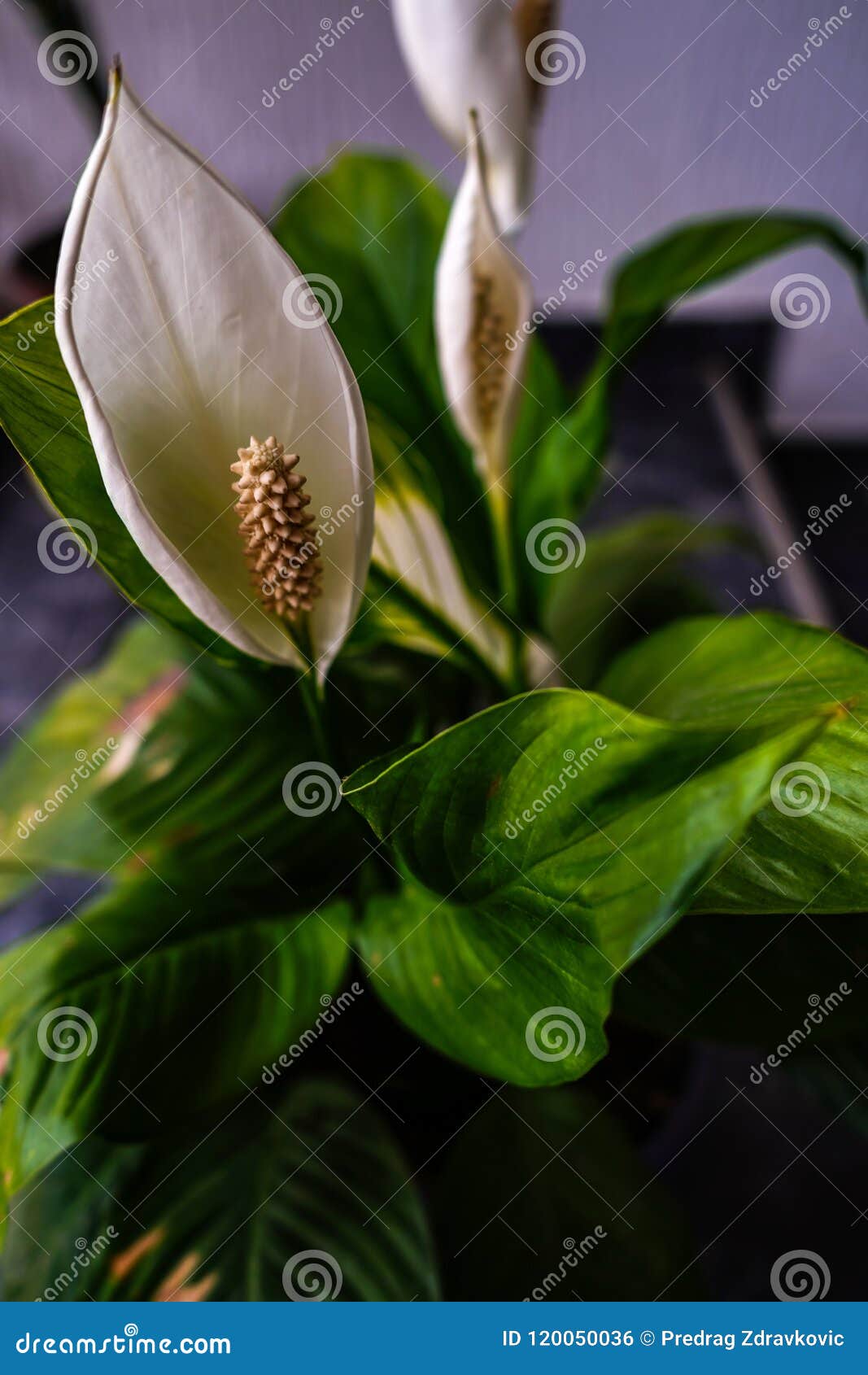 水芋百合 手花束的喜爱的花库存照片 图片包括有婚礼 言情 文教用品 现有量 织地不很细