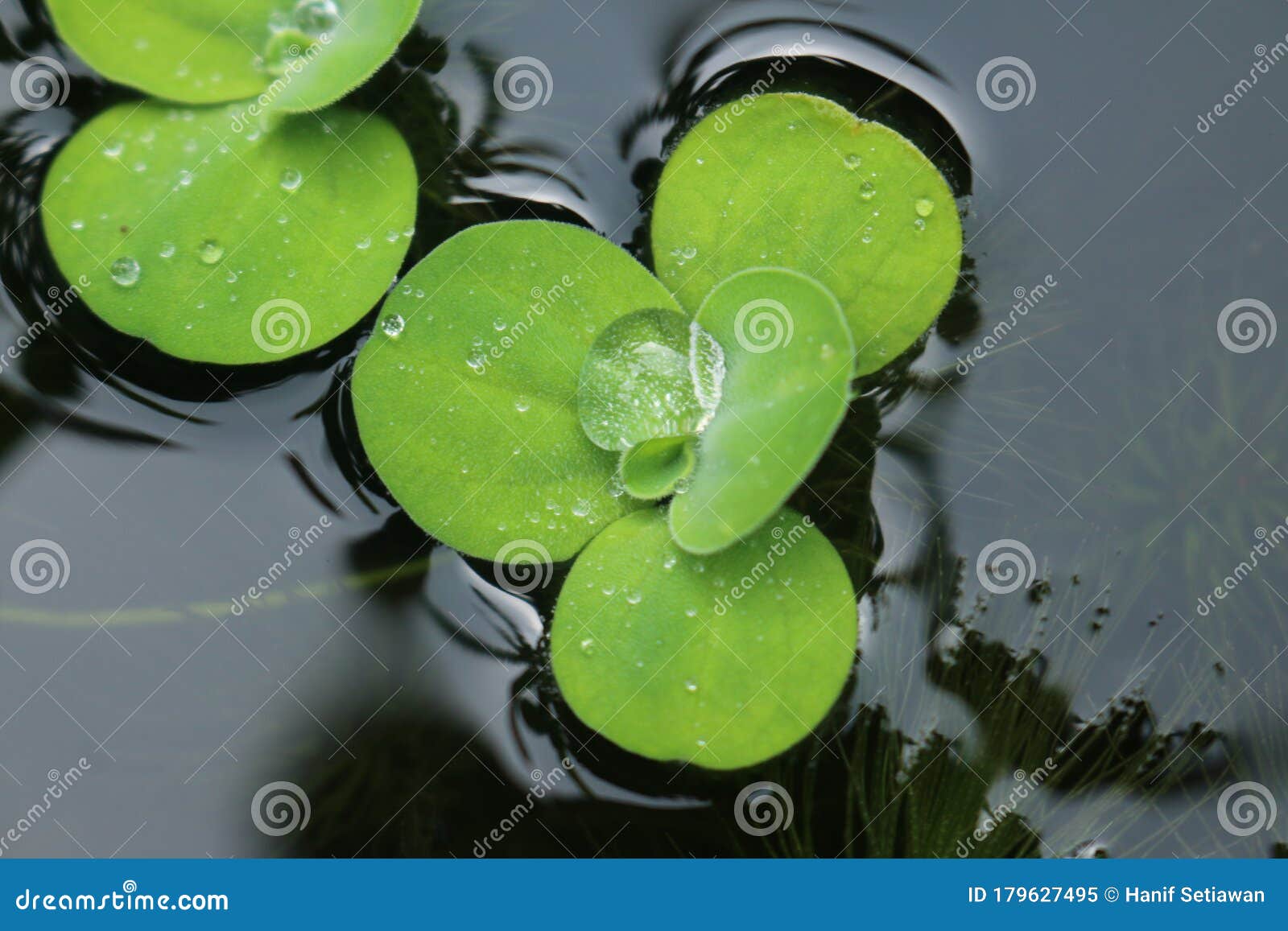 水菜青菜青菜或壳花浮在水面上库存图片 图片包括有生气勃勃 宏指令 庭院 自然 春天 室外