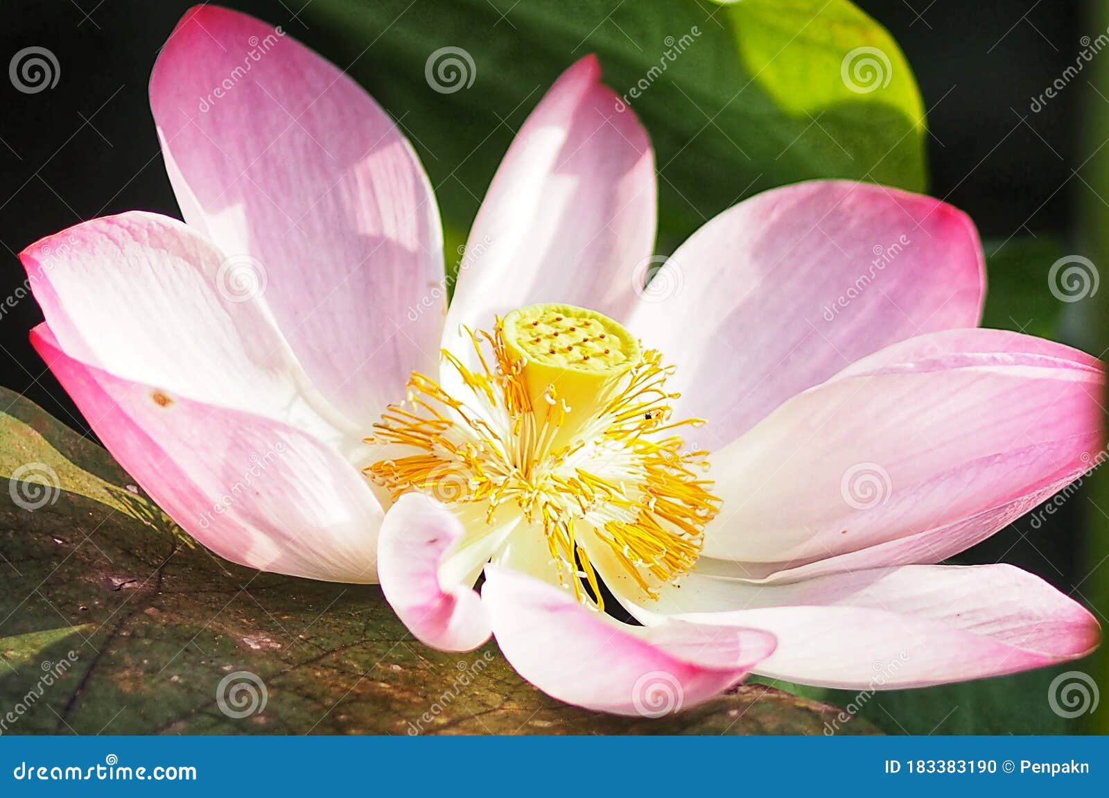 池中睡莲花 圣莲 印度豆 莲子 莲科名花大花椭圆芽粉锥库存照片 图片包括有池中睡莲花 圣莲 印度豆 莲子 莲科名花大花椭圆芽粉锥 池中睡莲花 圣莲 印度豆 莲子 莲科名花大花椭圆芽粉锥库存照片 图片包括有池中睡莲花 圣莲 印度豆 莲子 莲科名花大花椭圆芽粉锥