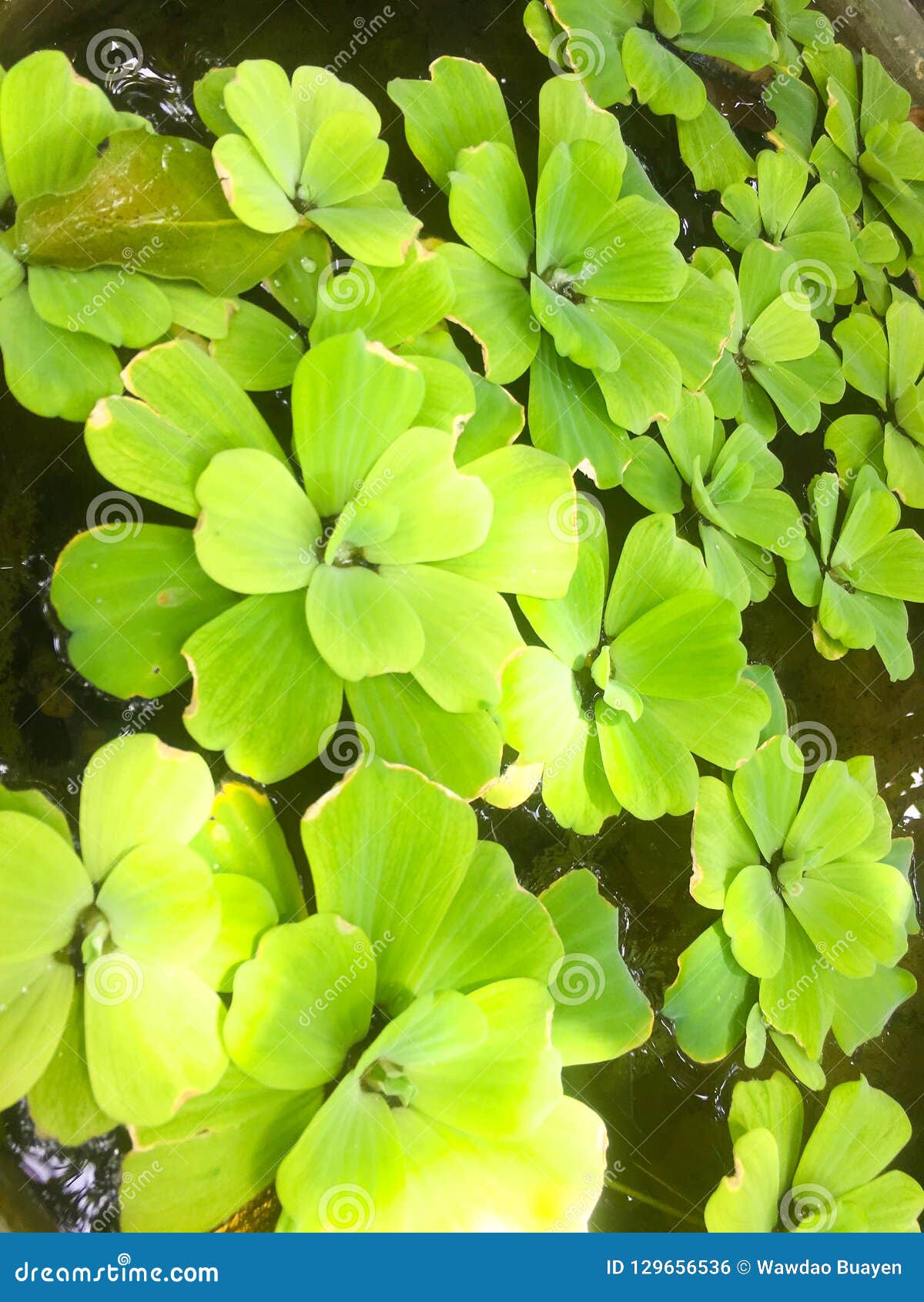 池塘水生植物和花的水生植物浮动植物库存照片 图片包括有环境 生气勃勃 异乎寻常 浮萍 沼泽