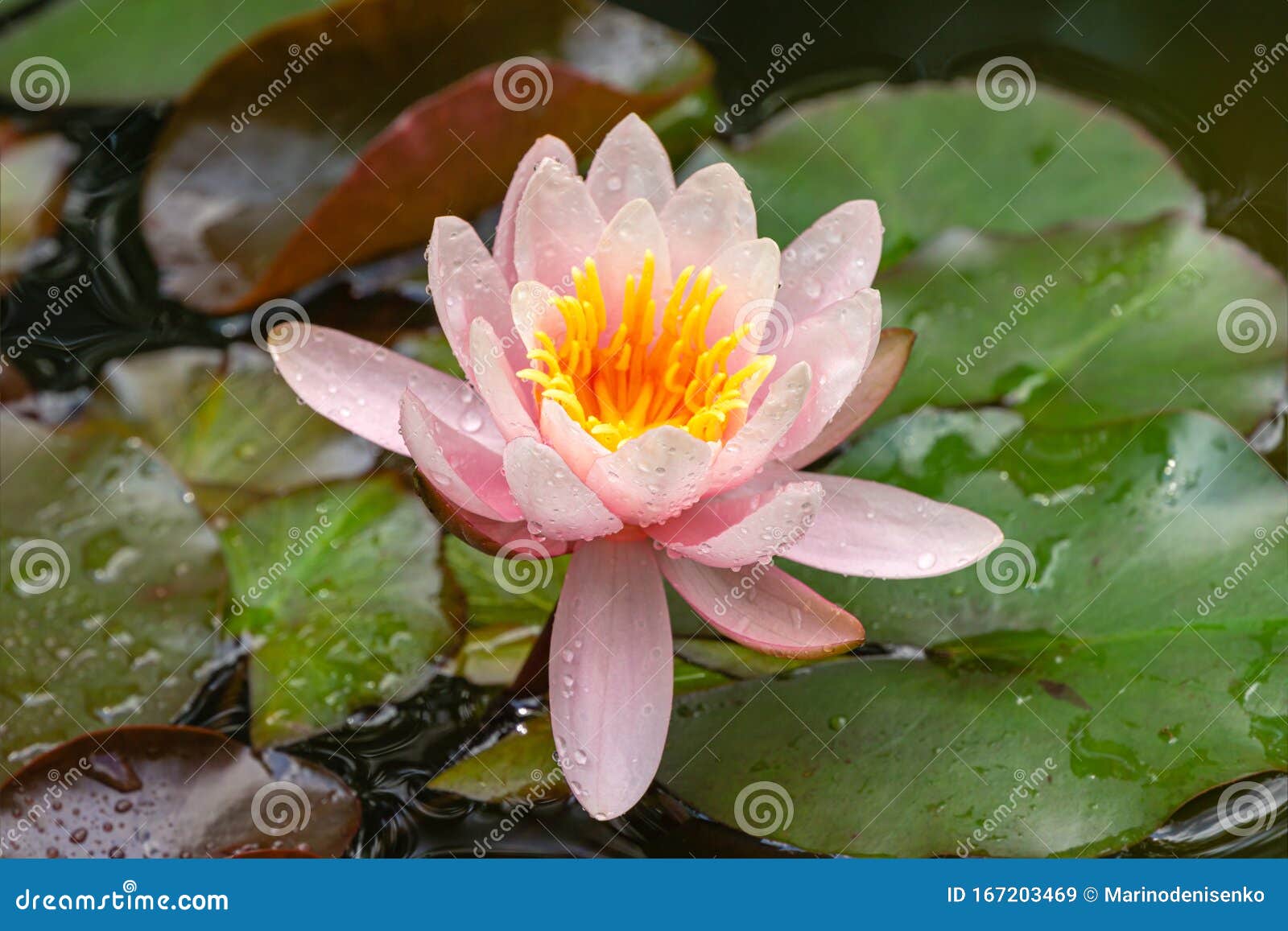 池塘鲜艳艳艳丽的莲花或荷花马莲滴水睡莲库存图片 图片包括有新鲜 公园 本质 下落 照亮