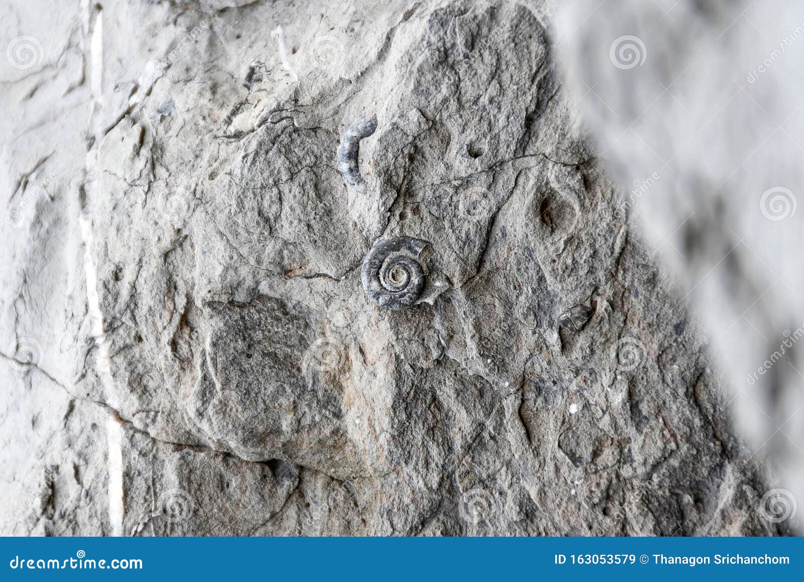 沉积岩中发现的化石 如页岩 砂岩或石灰石库存图片 图片包括有本质 镇痛药 户外 化石 陆运 163053579