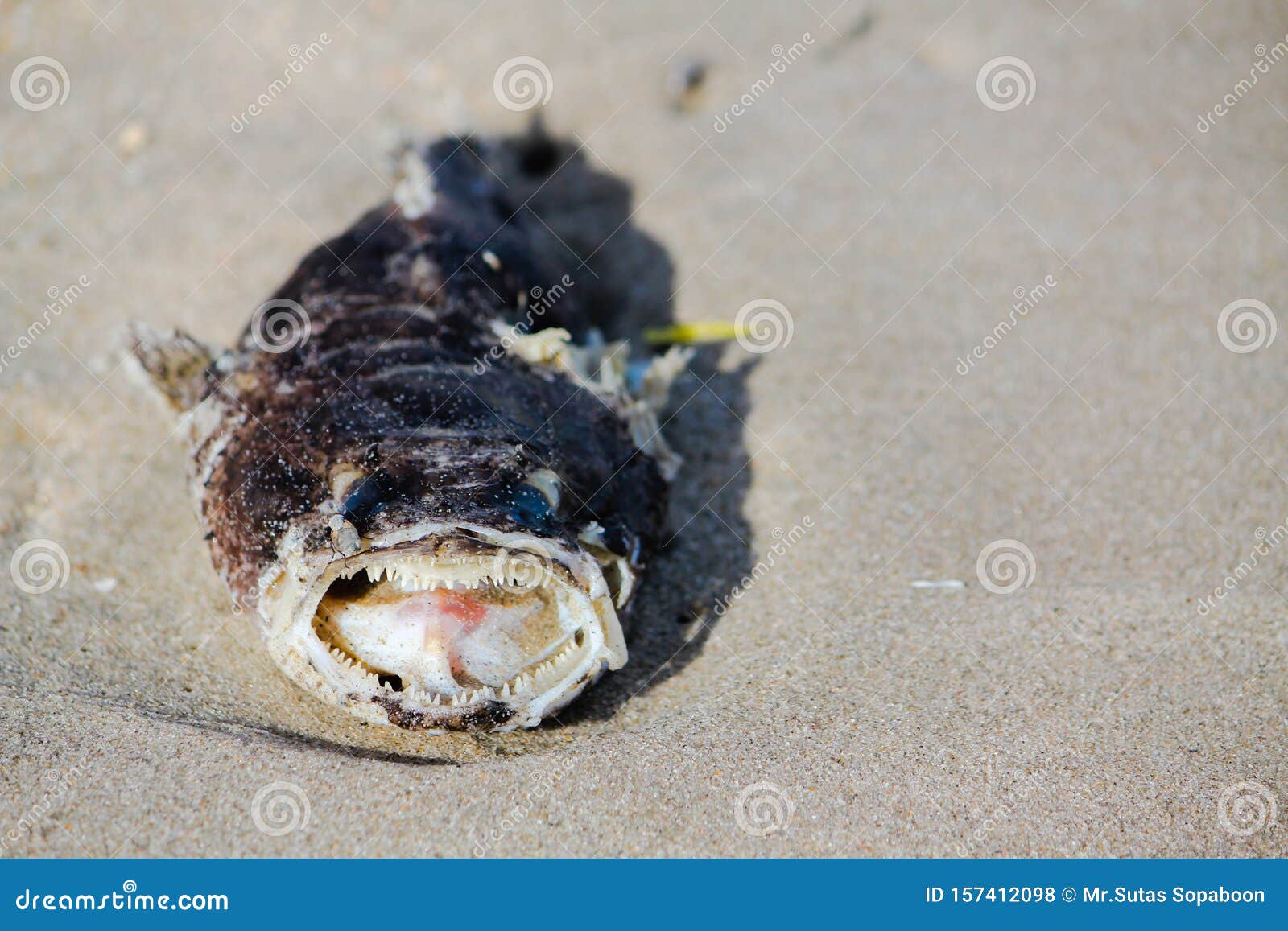 沙滩上的死海鱼库存照片 图片包括有