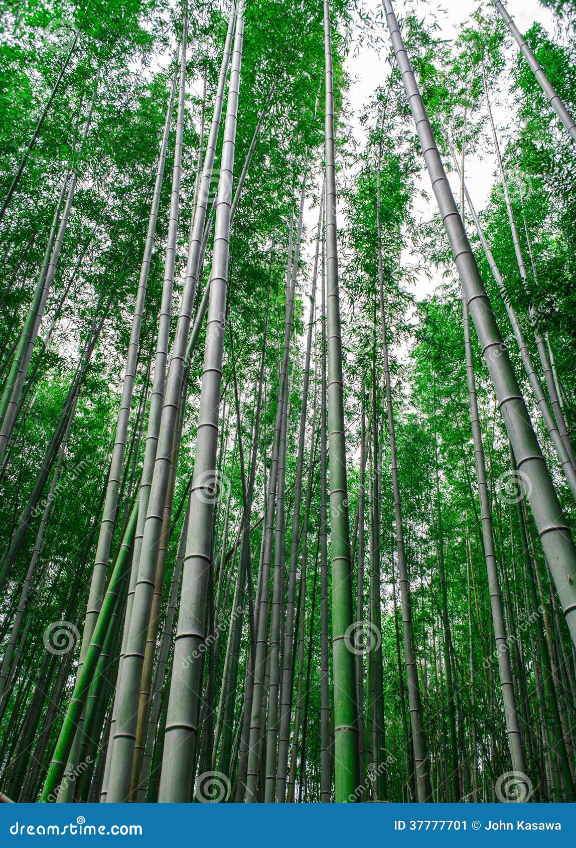 沿路的竹树风景在arachiyama 京都库存图片 图片包括有日语 背包 热带 日本 京都 沿路的竹树风景在arachiyama 京都库存图片 图片包括有日语 背包 热带 日本 京都