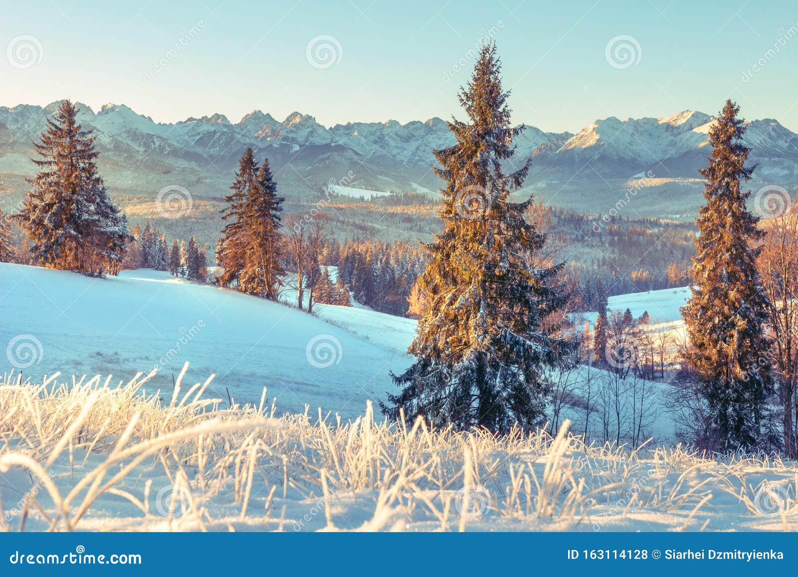 波兰扎科帕内塔特拉的冬季自然阳光明媚的早晨山谷上雪色的圣诞树风景冬库存照片 图片包括有视图 冻结 波兰扎科帕内塔特拉的冬季自然阳光明媚的早晨山谷上雪色的圣诞树风景冬库存照片 图片包括有视图 冻结