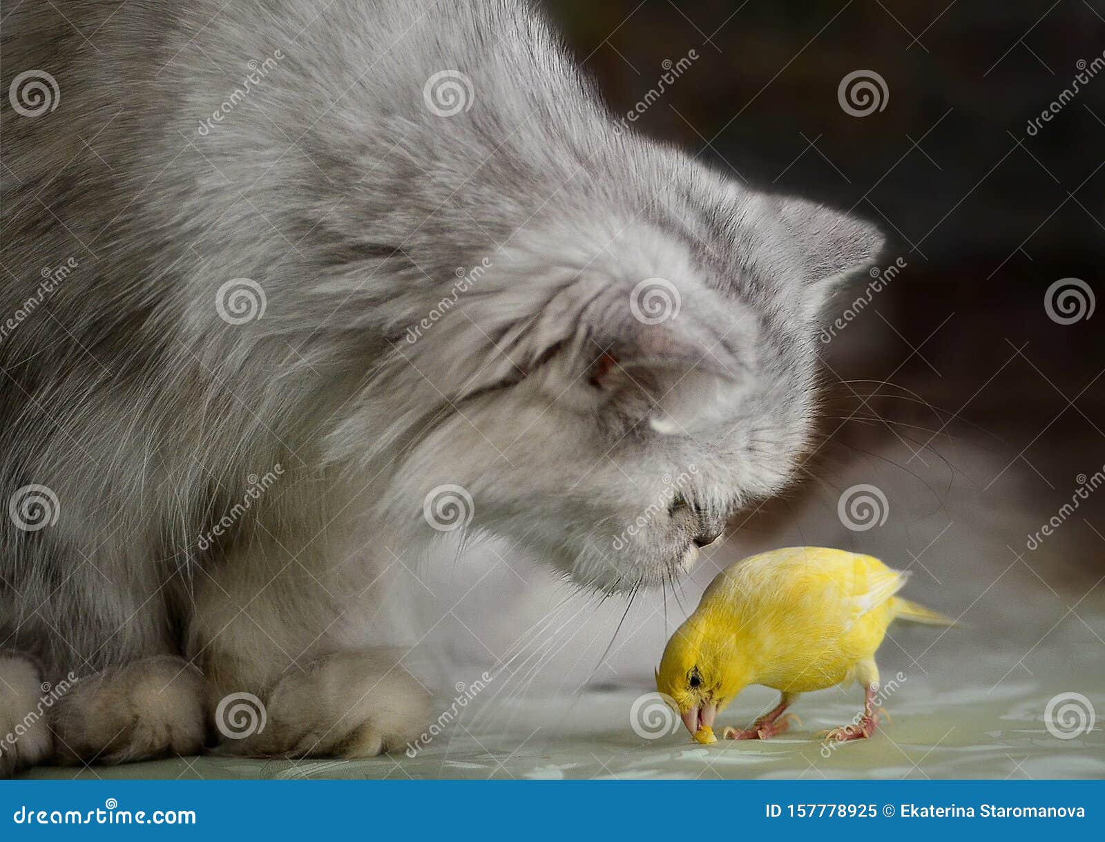波斯猫和金丝雀鸟库存图片 图片包括有相当 求知欲 蓬松 哺乳动物 毛皮 敌意 关心 波斯猫和金丝雀鸟库存图片 图片包括有相当 求知欲 蓬松 哺乳动物 毛皮 敌意 关心