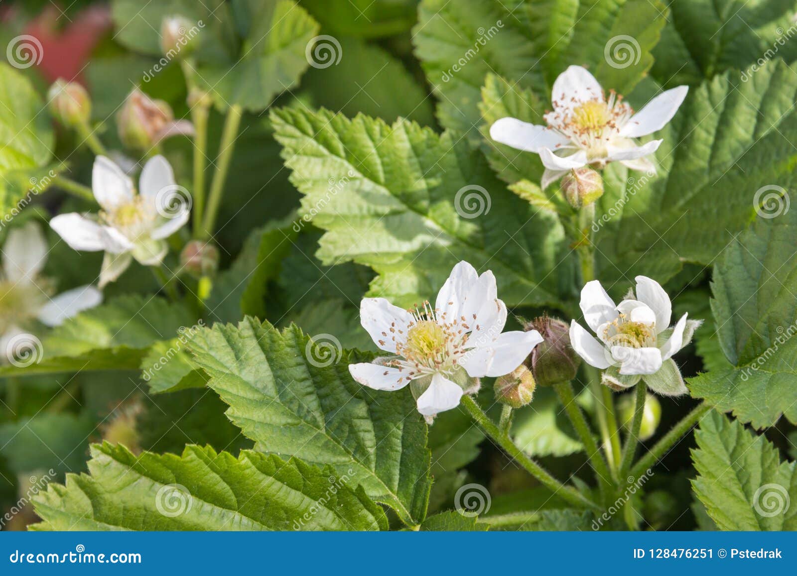 波森莓植物花和叶子库存图片 图片包括有支撑 雄芯花蕊 绽放 黑鹂 有机 特写镜头 授粉