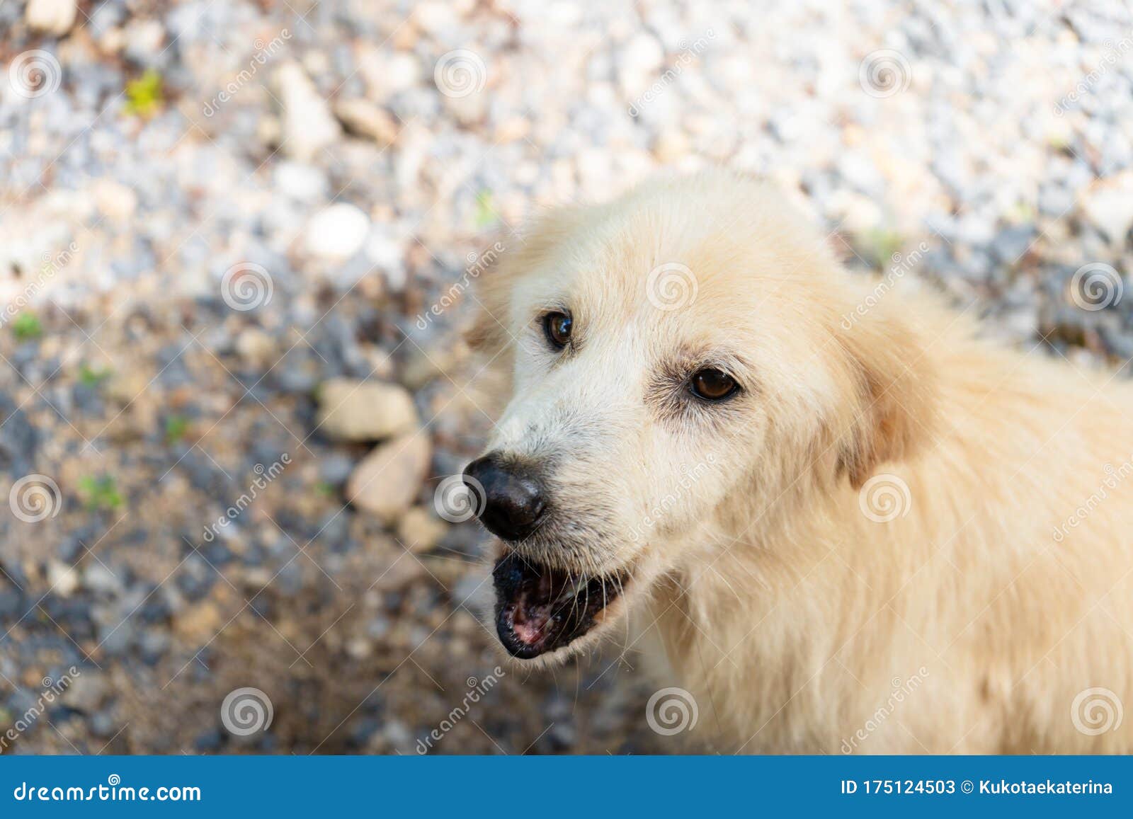 泰国白色街头狗画像热带犬库存图片 图片包括有寂寞 朋友 杂种 放弃了 孤独 小狗 背包 泰国白色街头狗画像热带犬库存图片 图片包括有寂寞 朋友 杂种 放弃了 孤独 小狗 背包