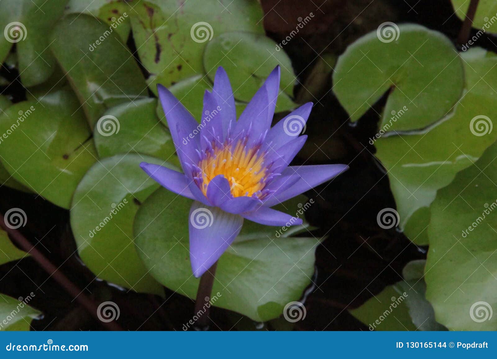 泰国花 莲花或莲属nucifera是水生植物的两个现存种类之一 库存照片 图片包括有婴孩 现存 泰国花 莲花或莲属nucifera是水生植物的两个现存种类之一 库存照片 图片包括有婴孩 现存