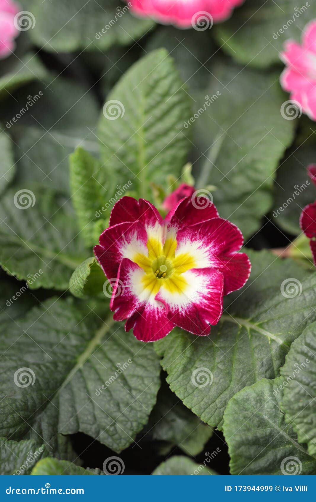 洋红色和白色英语primrose 库存图片 图片包括有洋红色和白色英语primrose