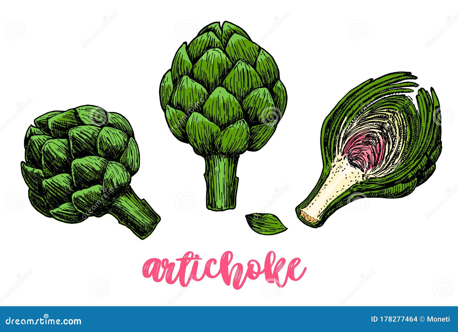 洋蓟手画组矢量插图隔离蔬菜物素食画农场向量例证 插画包括有自然 新建 现有量 查出 洋蓟手画组矢量插图隔离蔬菜物素食画农场向量例证 插画包括有自然 新建 现有量 查出