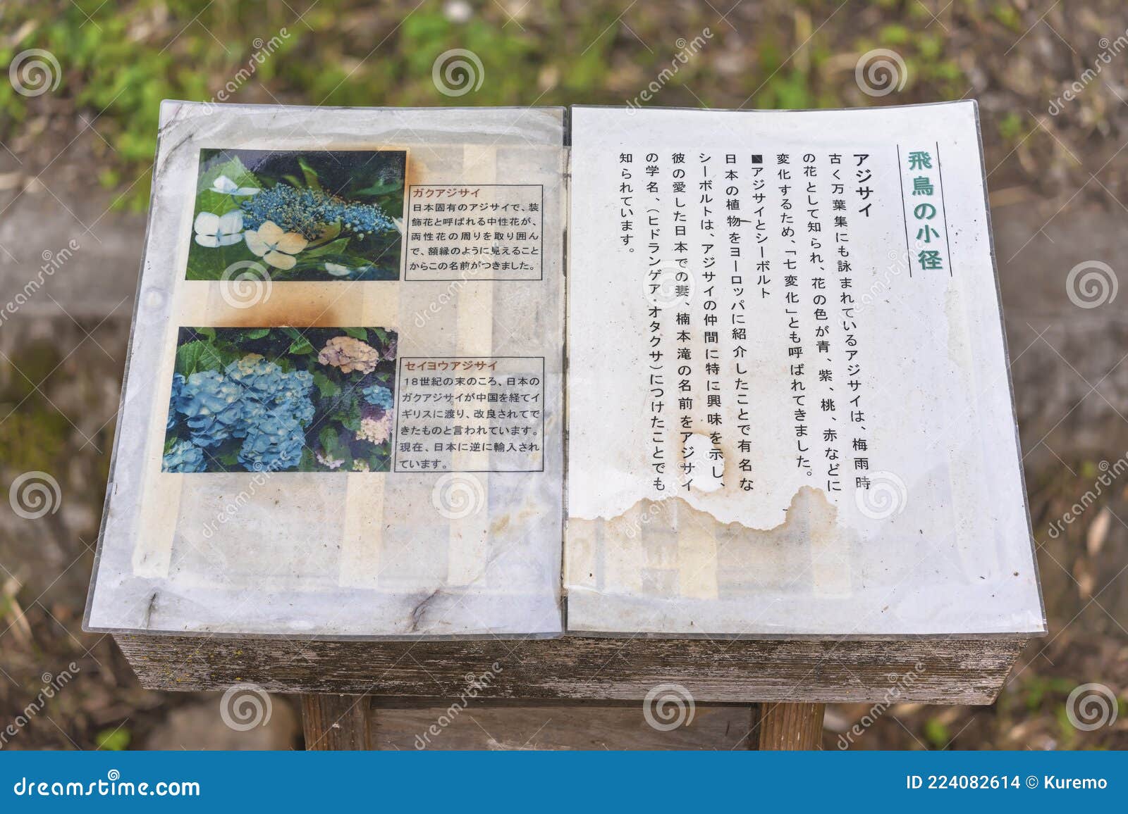 浅冈道日本绣球花历史 编辑类库存图片 图片包括有植物群 日本 公园 庭院 病区 文化