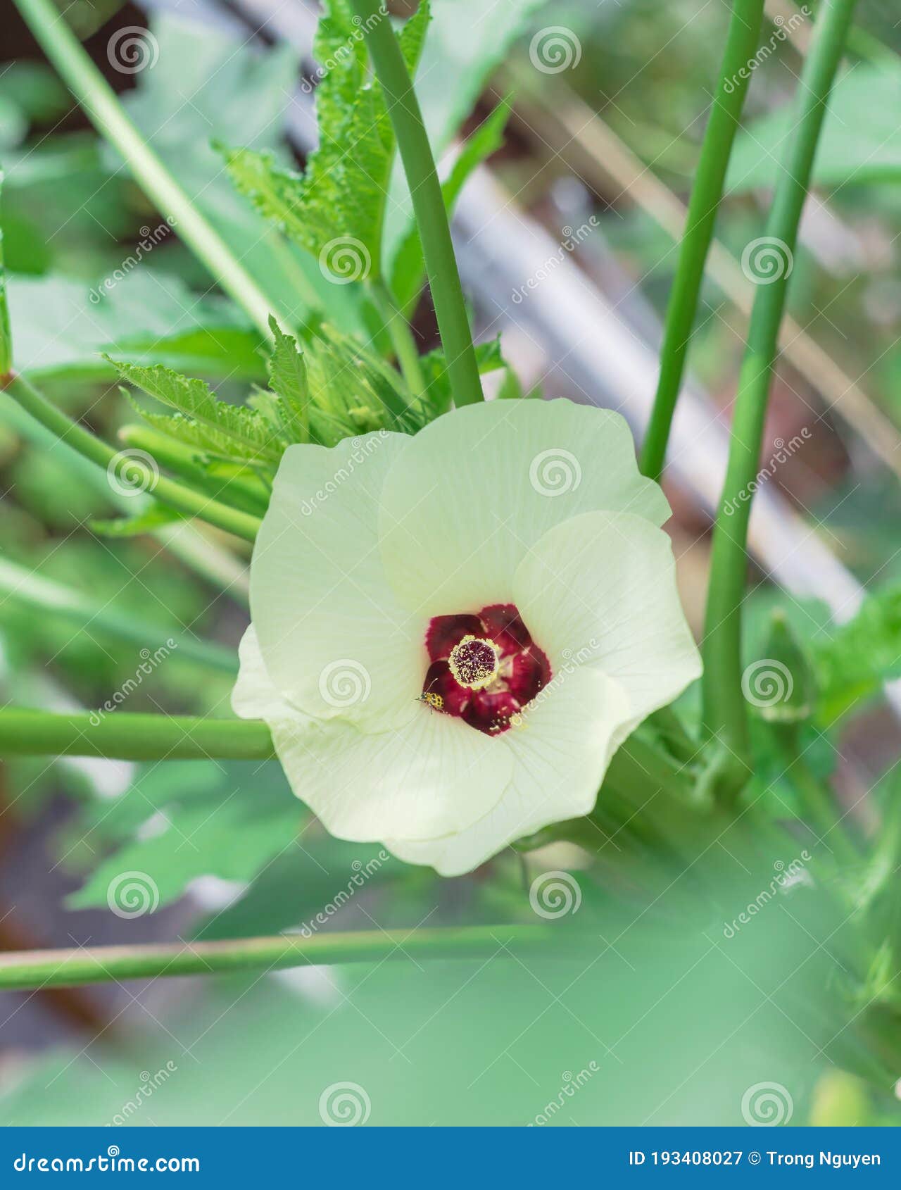 浅花秋葵 Lass Texas Usa 附近的高架床花园库存图片 图片包括有新鲜 开花的 浅花秋葵 Lass Texas Usa 附近的高架床花园库存图片 图片包括有新鲜 开花的