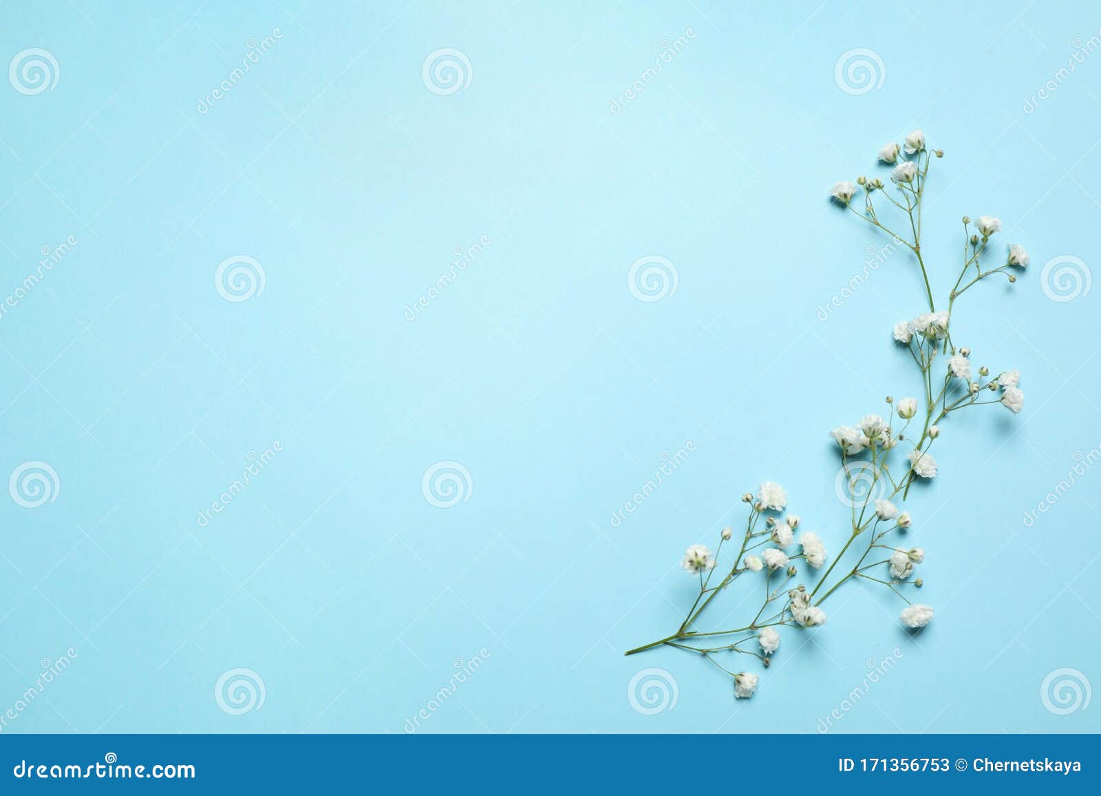 浅蓝色背景上美丽的吉普赛花 平躺着 有文字空间花卉装饰库存图片 图片包括有生日 格式