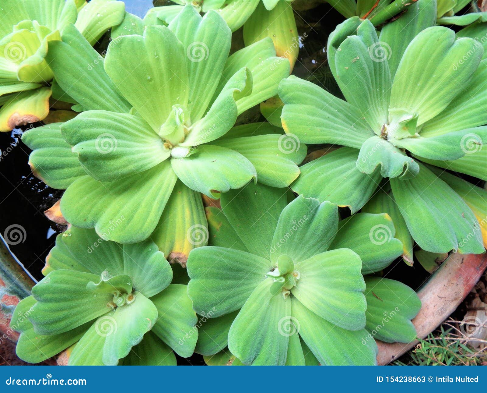 浮萍水生植物的花库存图片 图片包括有开花 本质 绽放 浮萍 植物群 工厂 宏指令 夏天