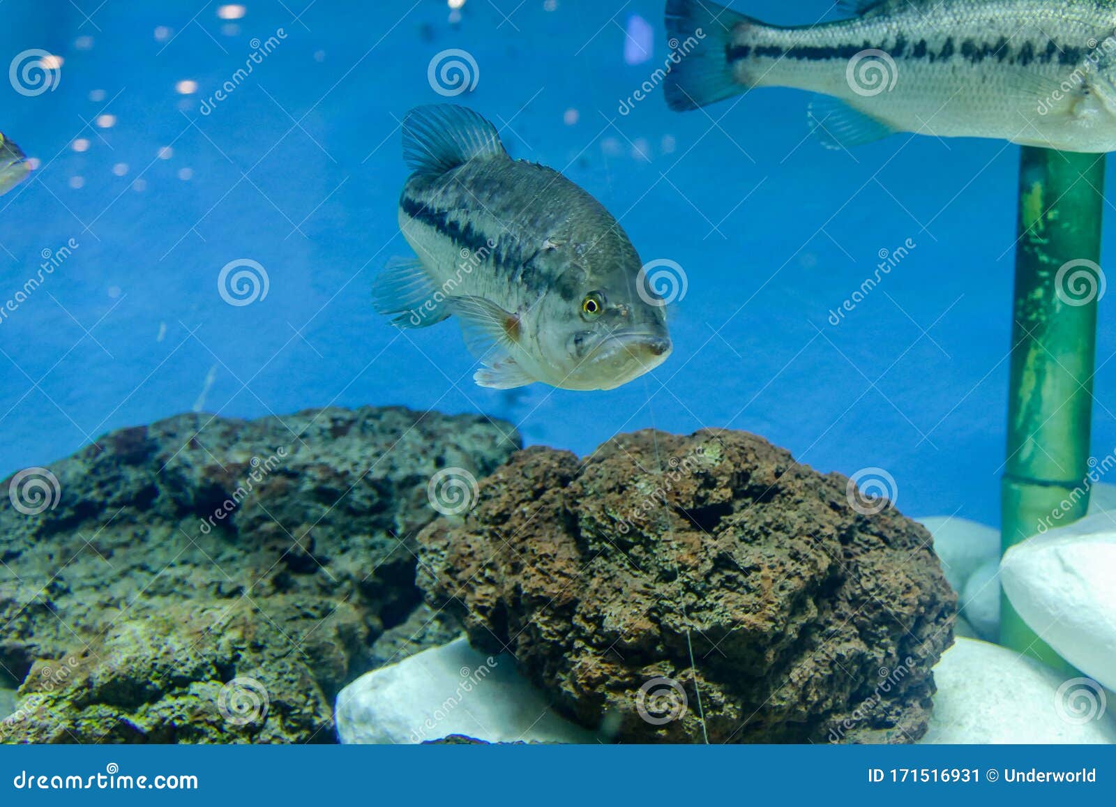 海中鱼 以数码照片为背景库存图片 图片包括有海中鱼 以数码照片为背景 171516931