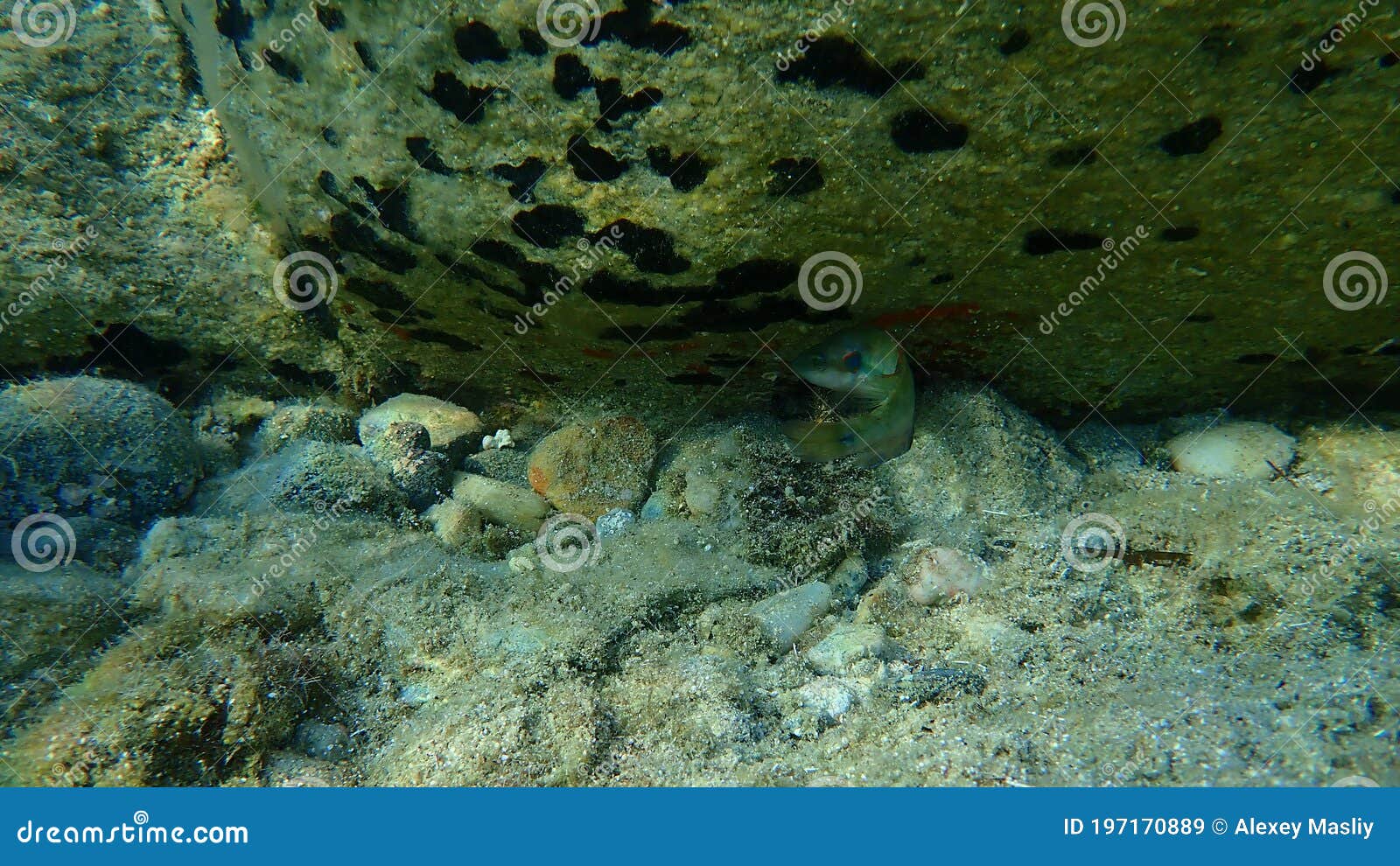 海底八角鱼 爱琴海 希腊库存图片 图片包括有地中海 本质 濑鱼 在海中 海洋 动物区系 海底八角鱼 爱琴海 希腊库存图片 图片包括有地中海 本质 濑鱼 在海中 海洋 动物区系