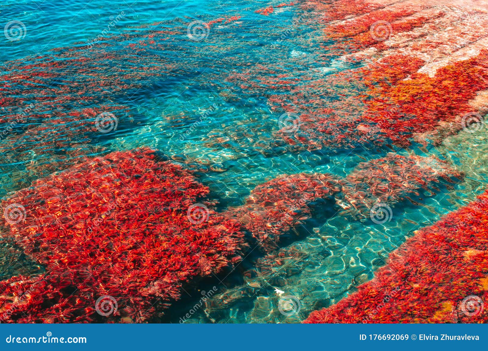 海底的红色海藻带复制空间的夏季背景库存图片 图片包括有透明 海运 海洋 瓶颈 靠山 绿色 海底的红色海藻带复制空间的夏季背景库存图片 图片包括有透明 海运 海洋 瓶颈 靠山 绿色