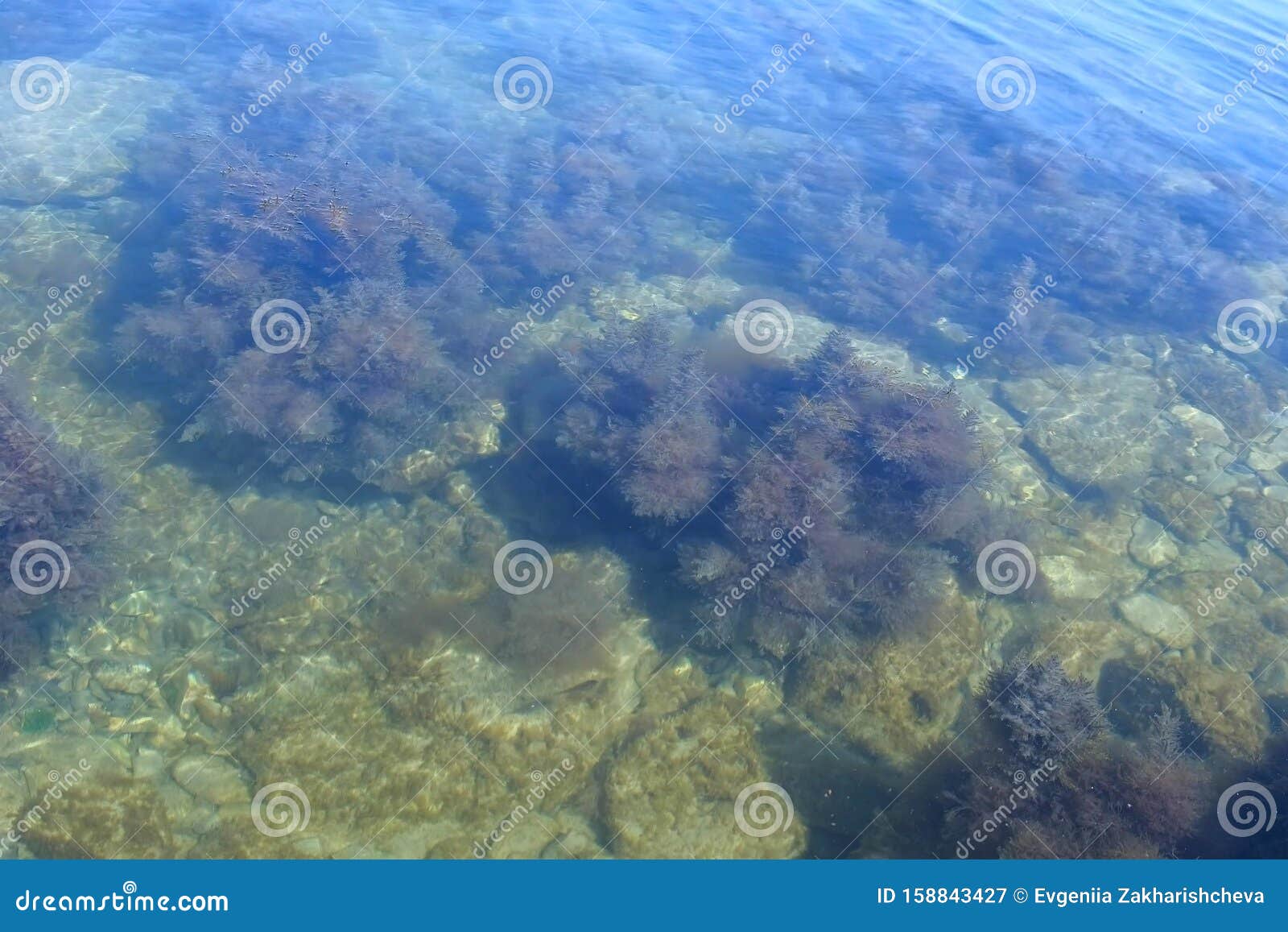 海底透明水上浅棕色和绿色海藻的背景库存图片 图片包括有 海底透明水上浅棕色和绿色海藻的背景库存图片 图片包括有