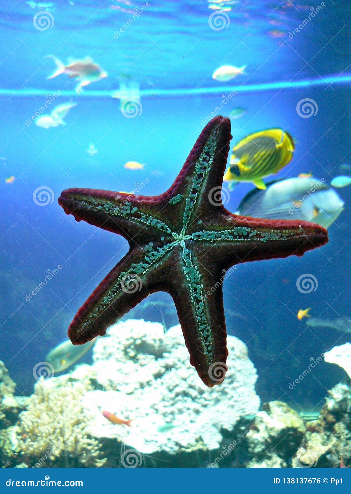 海星水族馆海洋生物水下的海洋细节红色蓝色库存照片 图片包括有热带 五颜六色 水生 在海中