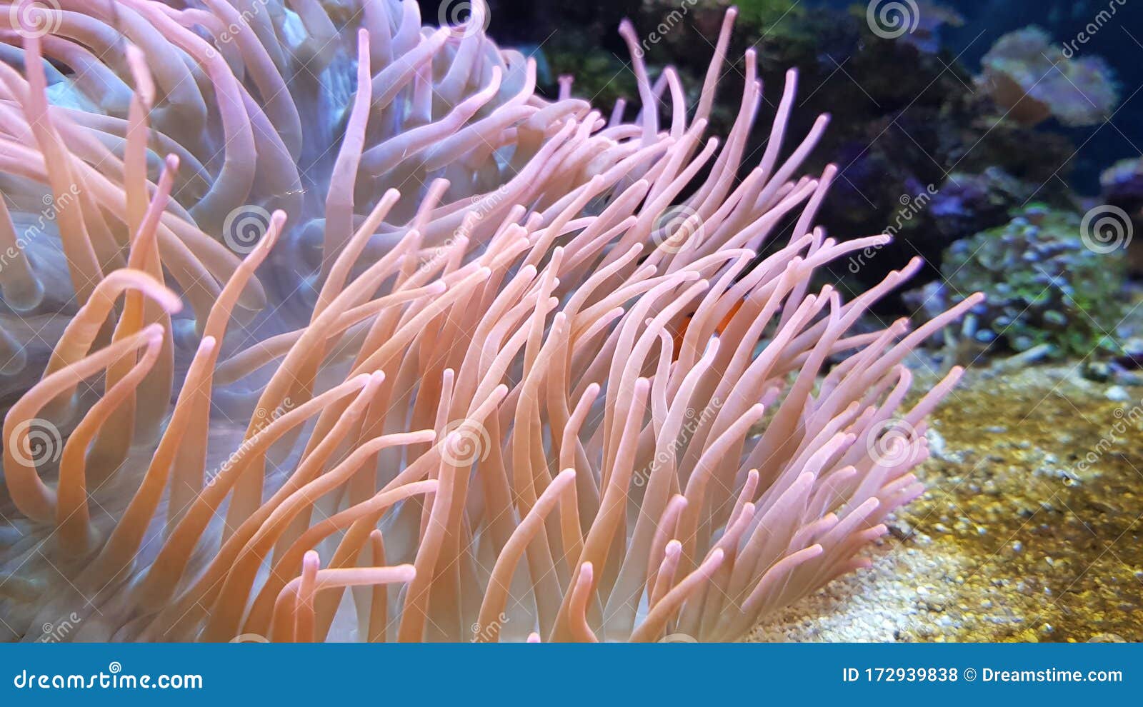 海葵漂浮于水中 大叶尖锐湿疣库存照片 图片包括有珊瑚 菲律宾 生活 逗人喜爱 和平