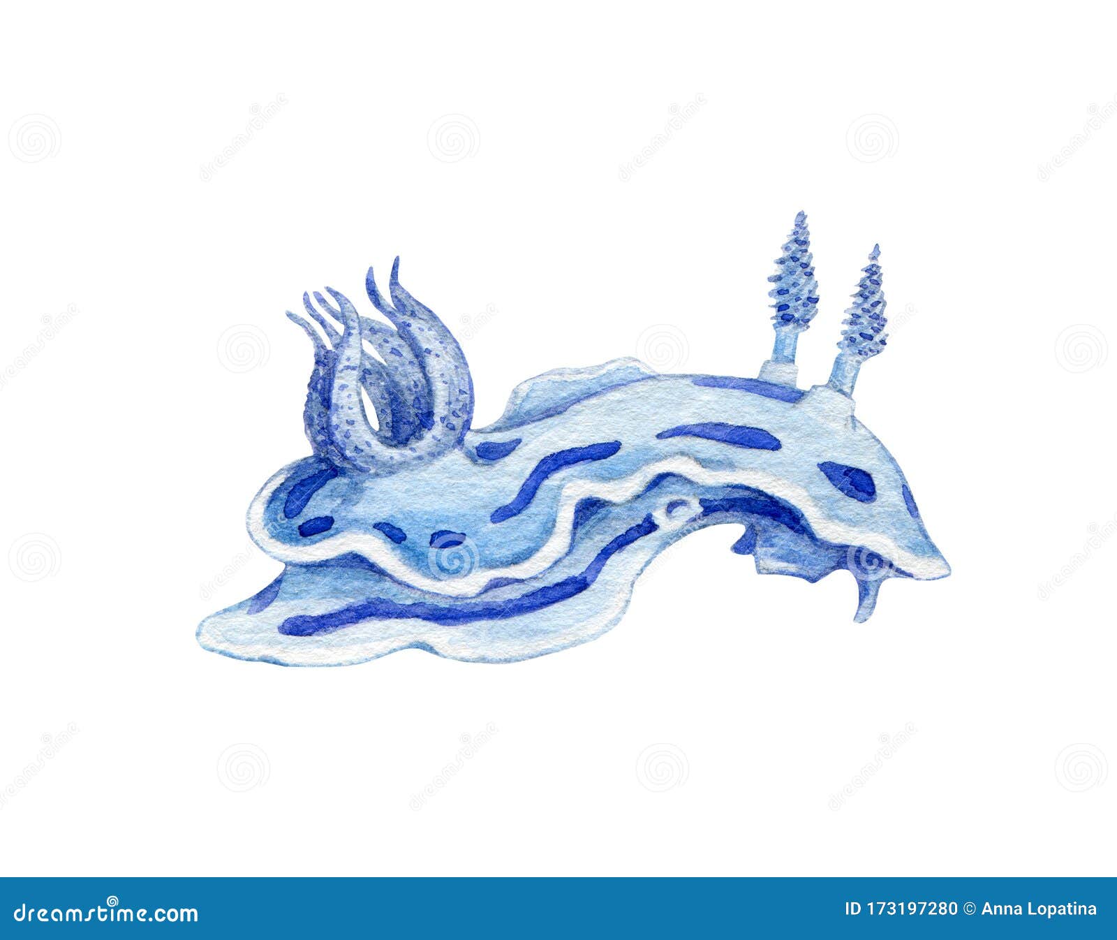海蛞蝓水彩画像手绘热带珊瑚软体动物白色背景中突显的蓝色水下海蛞蝓库存例证 插画包括有礁石 菲律宾