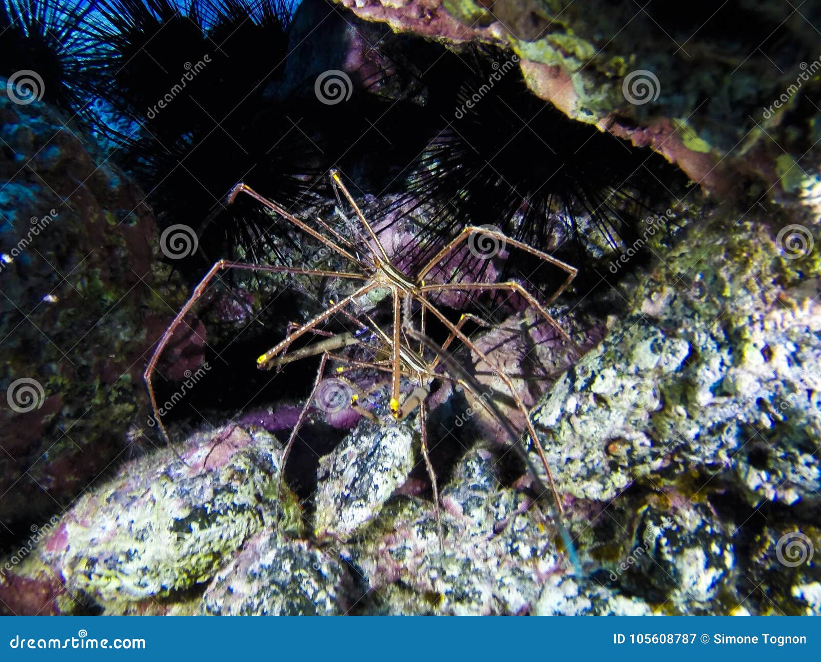 海蜘蛛库存图片 图片包括有