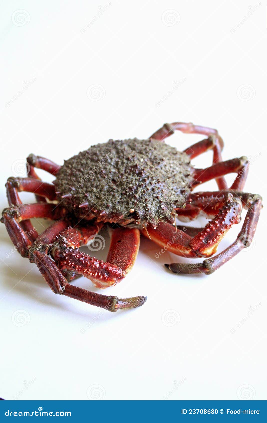 海蜘蛛库存照片 图片包括有 海蜘蛛库存照片 图片包括有