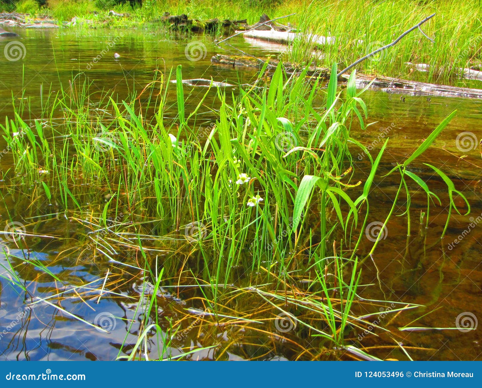 淡水紧急水生植物未知的种类库存照片 图片包括有淡水紧急水生植物未知的种类
