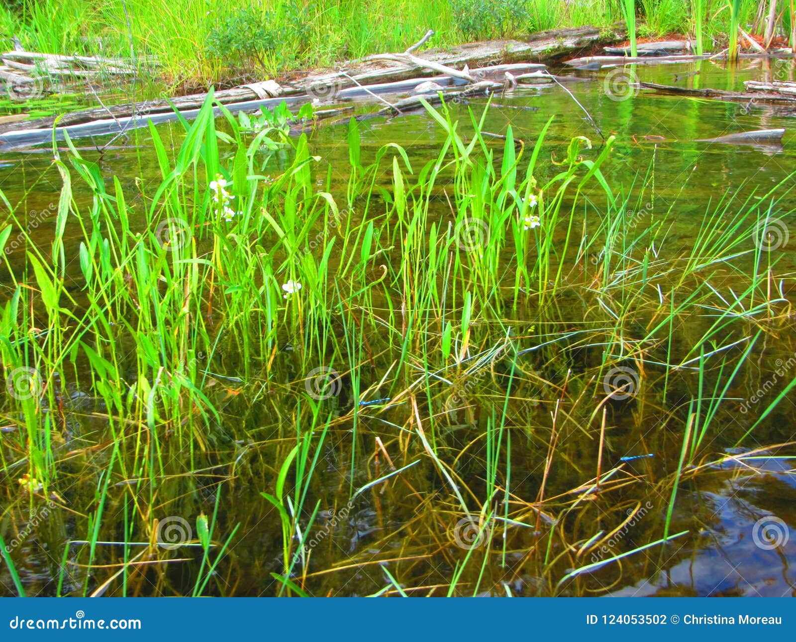 淡水紧急水生植物未知的种类库存照片 图片包括有淡水紧急水生植物未知的种类