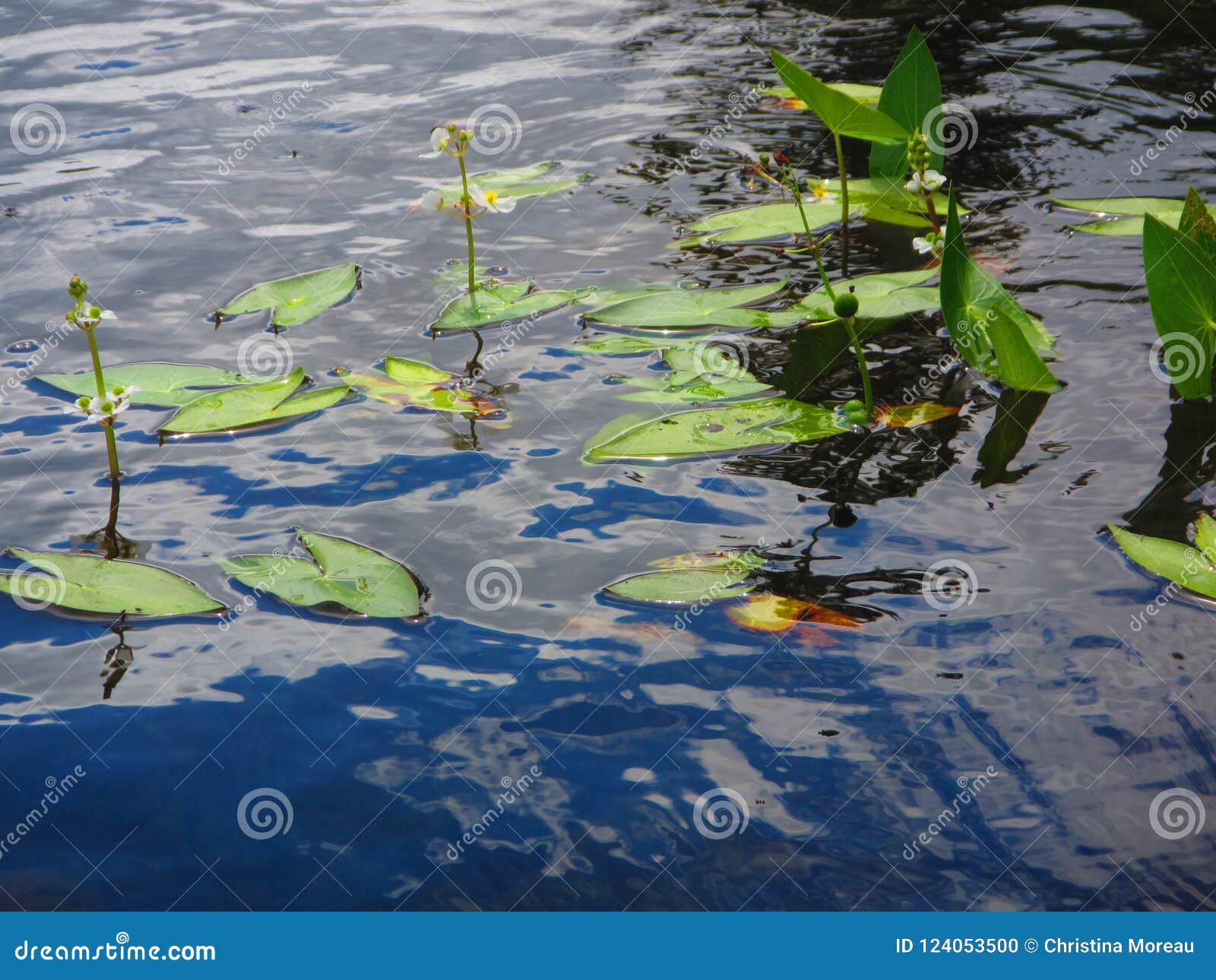 淡水紧急水生植物箭头慈姑属种类库存照片 图片包括有淡水紧急水生植物箭头慈姑属种类