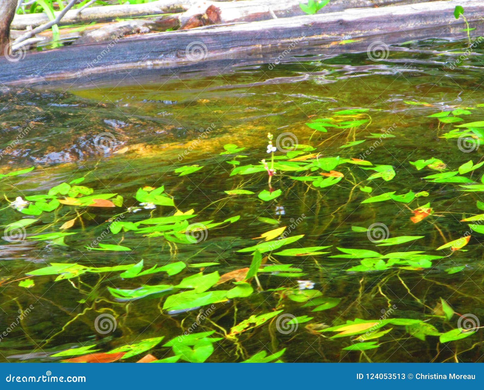 淡水紧急水生植物箭头慈姑属种类库存图片 图片包括有水生 形状 岩石 箭头 加拿大 日志
