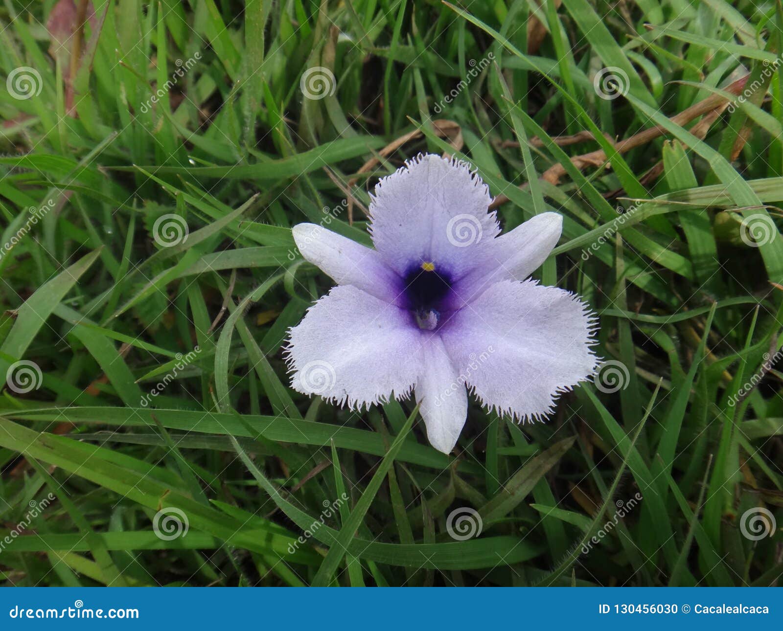 淡紫色或紫色花 水生植物 凤眼兰或水兰花库存照片 图片包括有