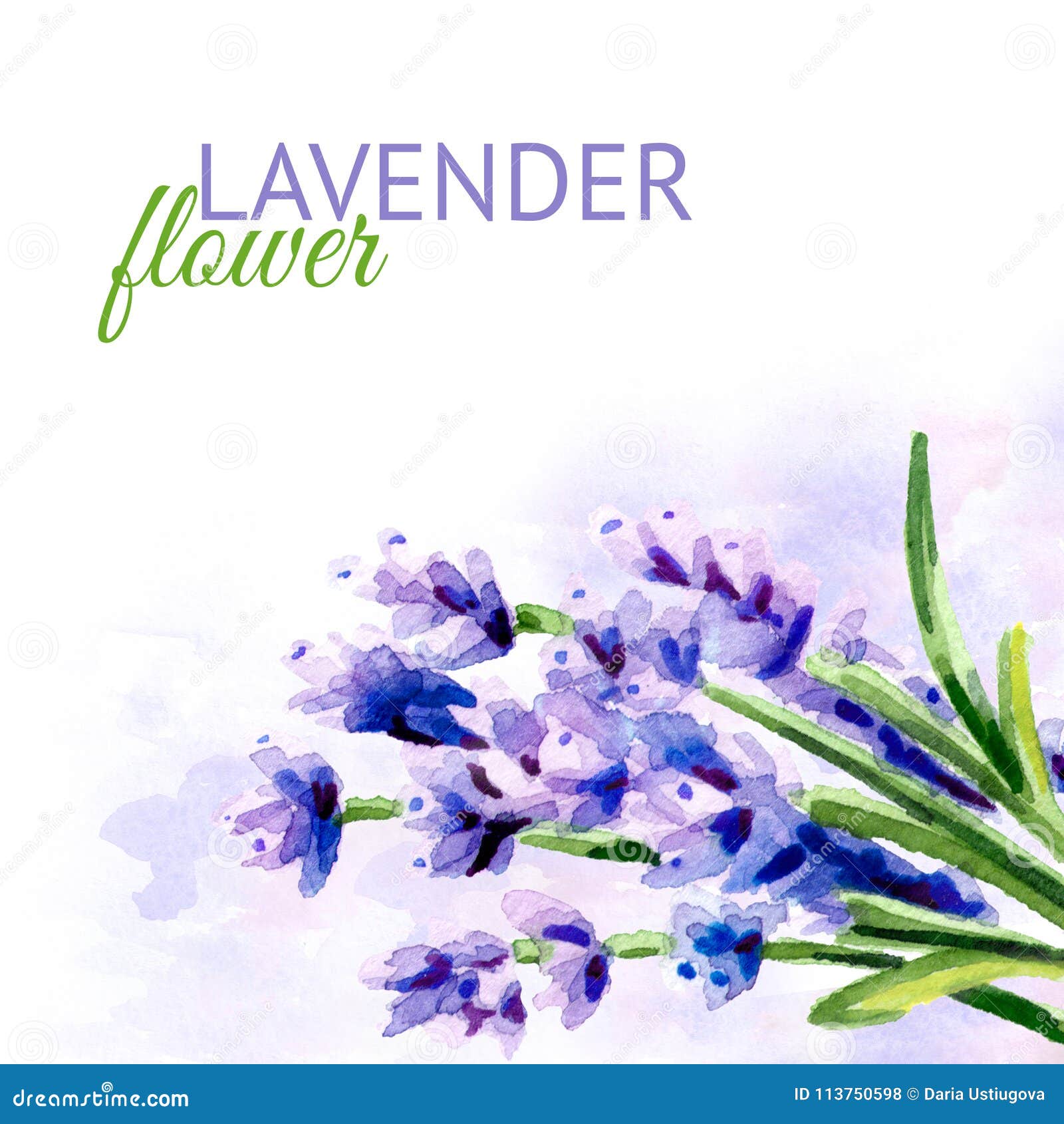 淡紫色花背景水彩手拉的例证 隔绝在白色背景库存例证 插画包括有植物群 例证 绽放 设计