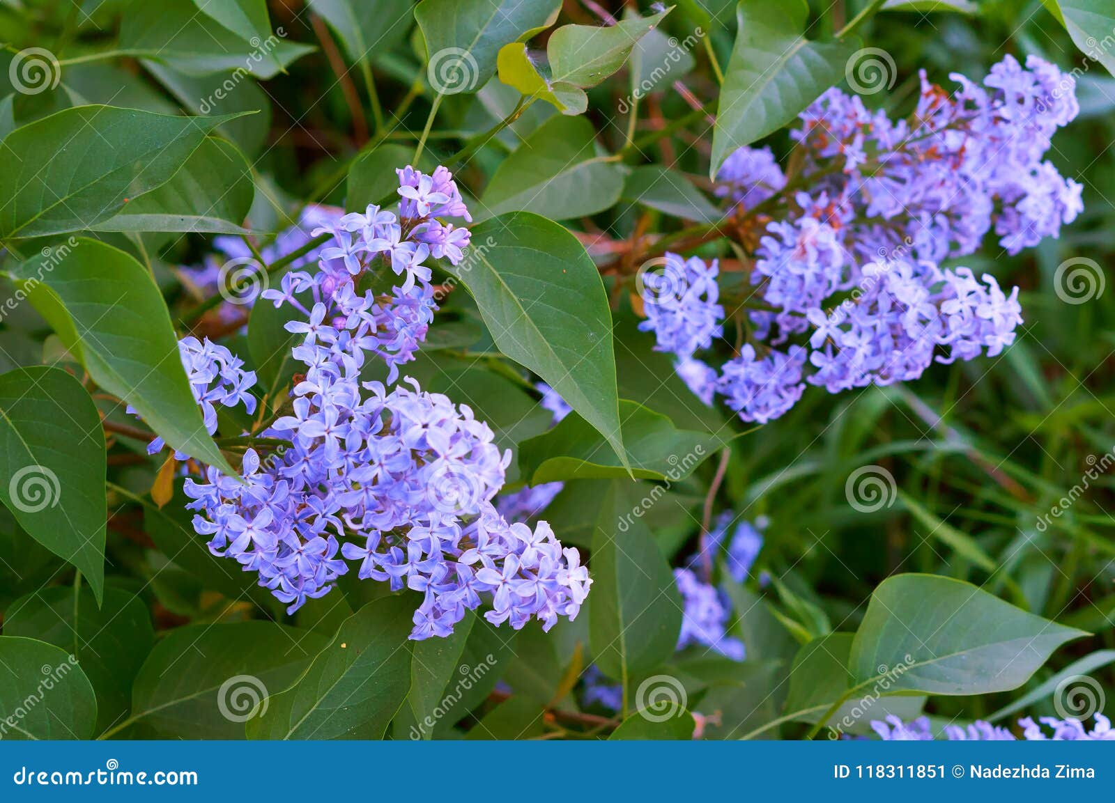 淡紫色花 开花在春天树 丁香开了花库存图片 图片包括有淡紫色花 开花在春天树 丁香开了花