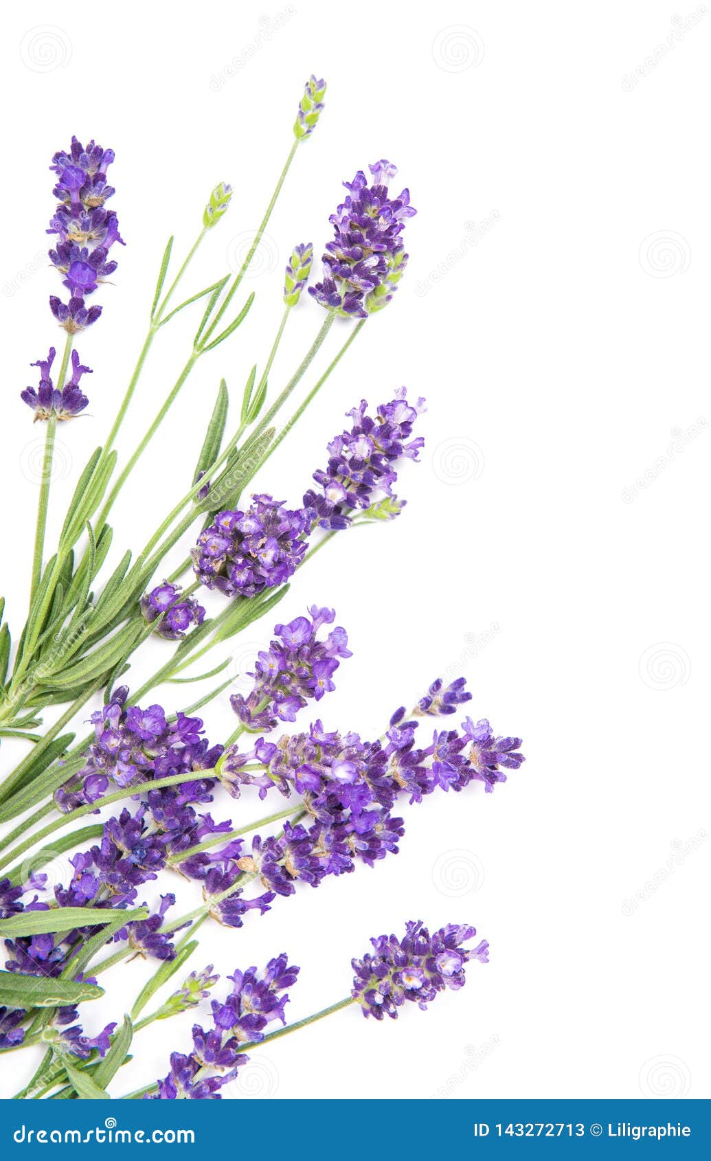 淡紫色草本花白色背景花卉边界库存图片 图片包括有工厂 一堆 草本 普罗旺斯 淡紫色 查出 淡紫色草本花白色背景花卉边界库存图片 图片包括有工厂 一堆 草本 普罗旺斯 淡紫色 查出