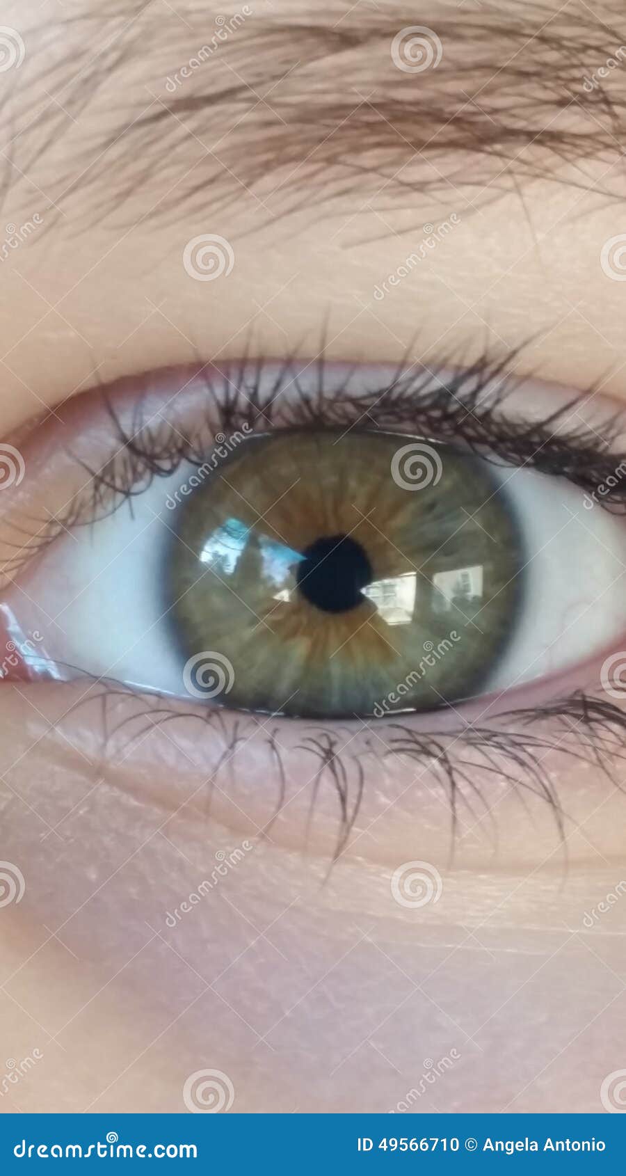 淡褐色眼睛库存照片 图片包括有 淡褐色眼睛库存照片 图片包括有