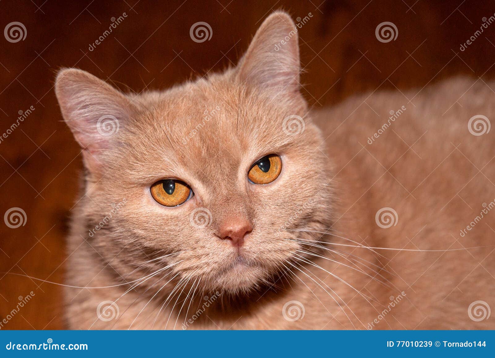淡黄褐色或米黄猫库存图片 图片包括有 淡黄褐色或米黄猫库存图片 图片包括有