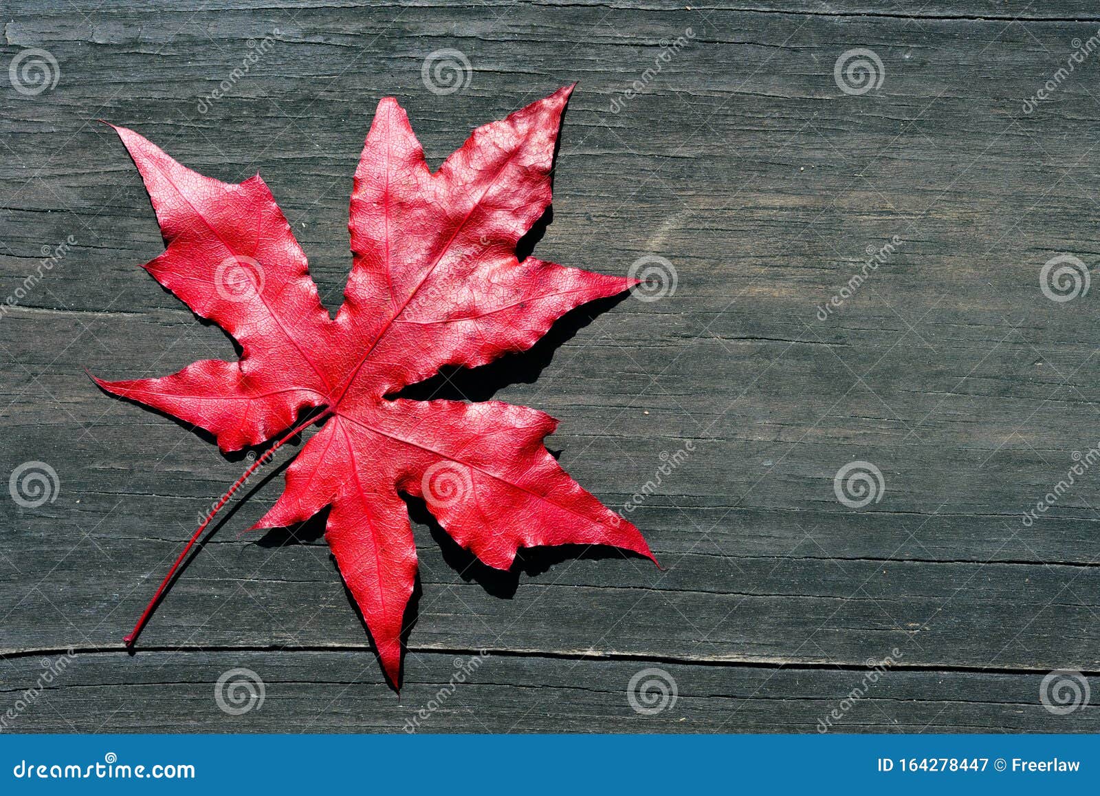 深木背景中的5叶红枫叶库存图片. 图片包括有自然, 静脉, 红色, 照亮, 槭树, 工厂, 叶子- 164278447