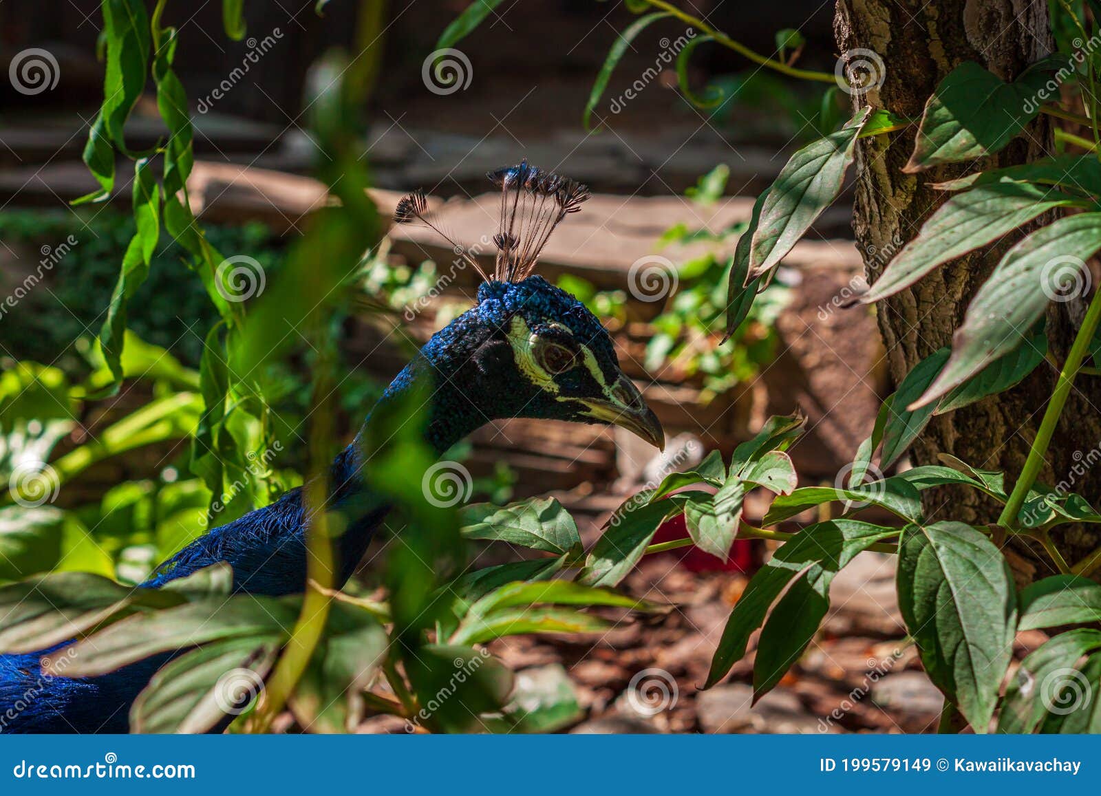 深色 穆迪自然背景中的孔雀美头蓝绿色羽毛壁纸的鸟库存图片 图片包括有本质 高雅 作用 烧杯