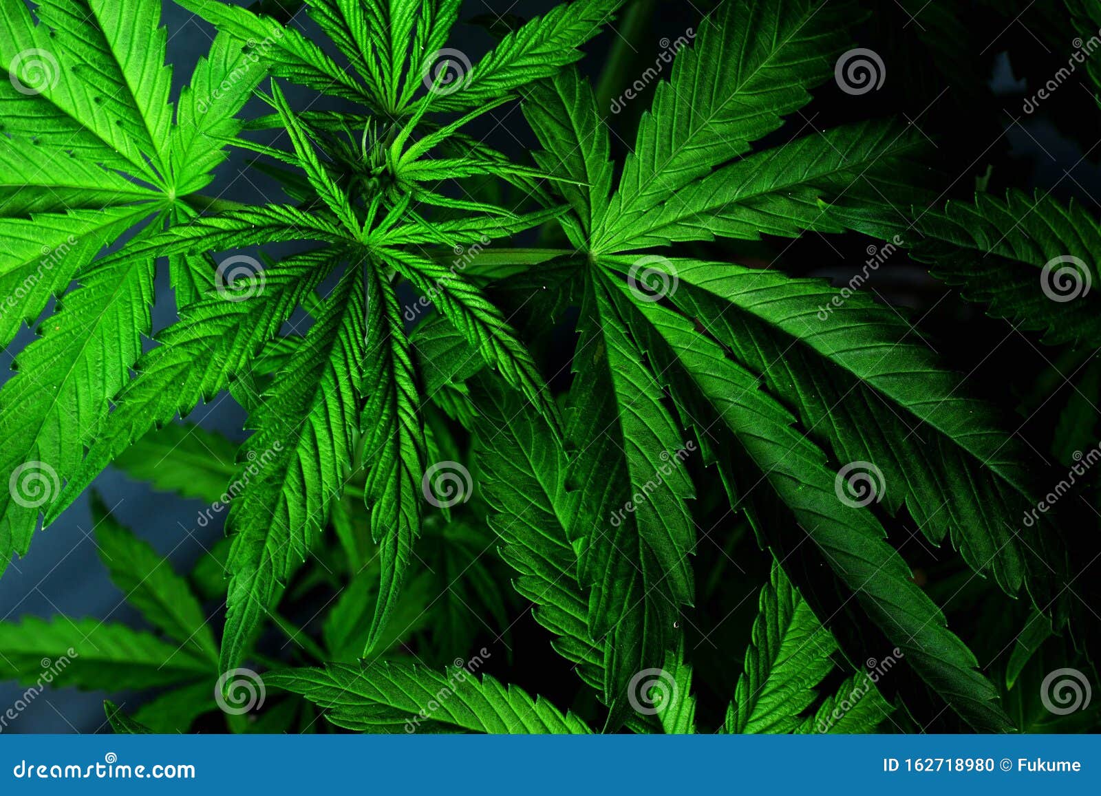 深色背景中的大麻叶 美味药用大麻背景 室内栽培库存照片 图片包括有增长 麻醉 生长 草本 深色背景中的大麻叶 美味药用大麻背景 室内栽培库存照片 图片包括有增长 麻醉 生长 草本
