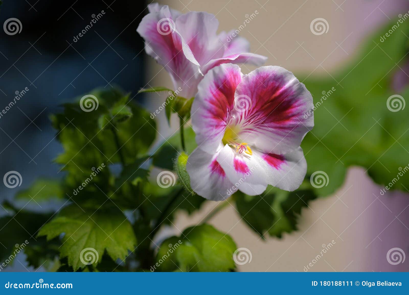 深色背景中花叶草和蔓草的美丽白色和粉红色花朵库存图片 图片包括有装饰 心情 房子 平衡 五颜六色 深色背景中花叶草和蔓草的美丽白色和粉红色花朵库存图片 图片包括有装饰 心情 房子 平衡 五颜六色