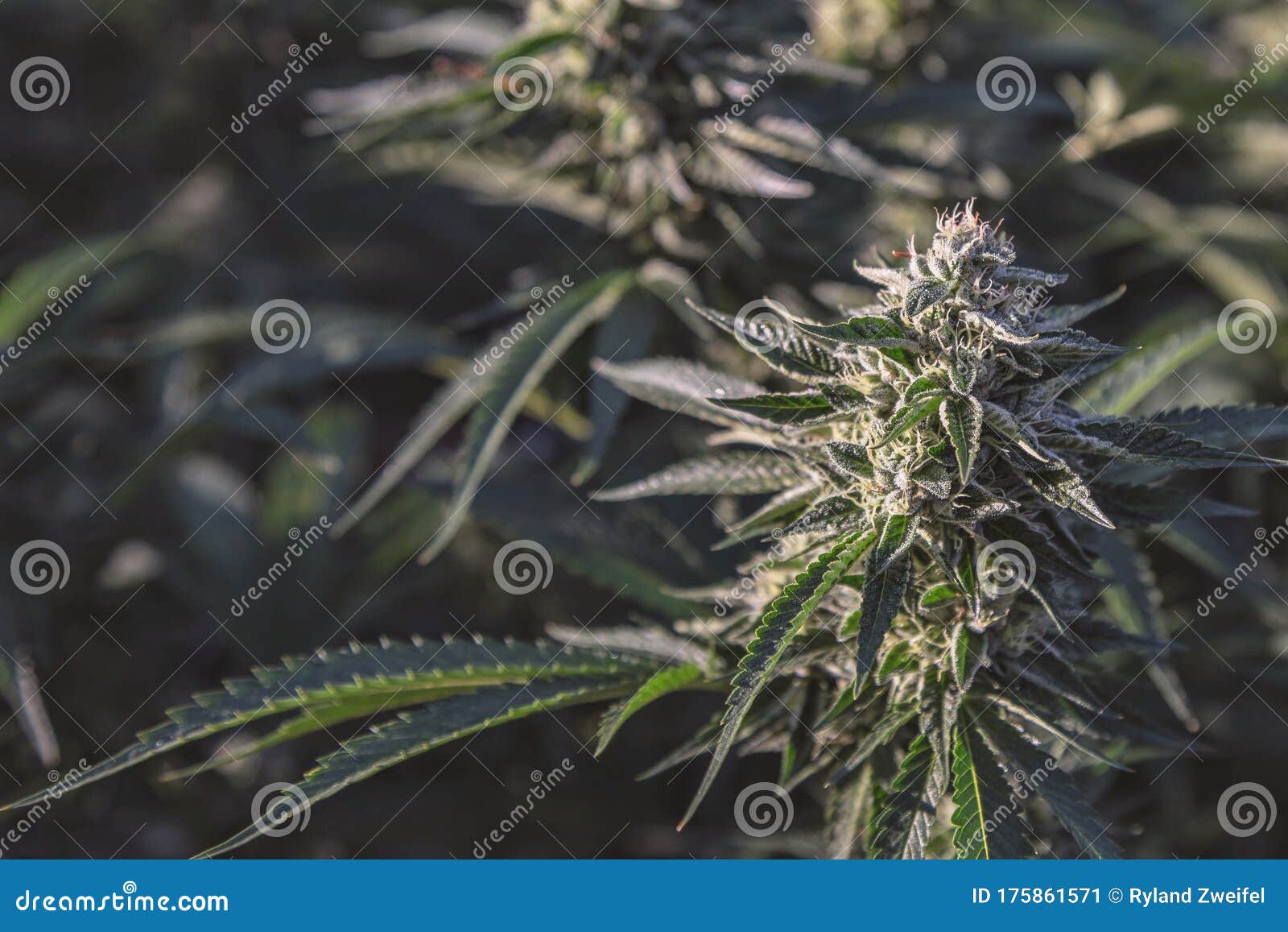 温室大麻室外栽培库存图片 图片包括有种田 庭院 文化 增长 加利福尼亚 问题的 刺痛 温室大麻室外栽培库存图片 图片包括有种田 庭院 文化 增长 加利福尼亚 问题的 刺痛